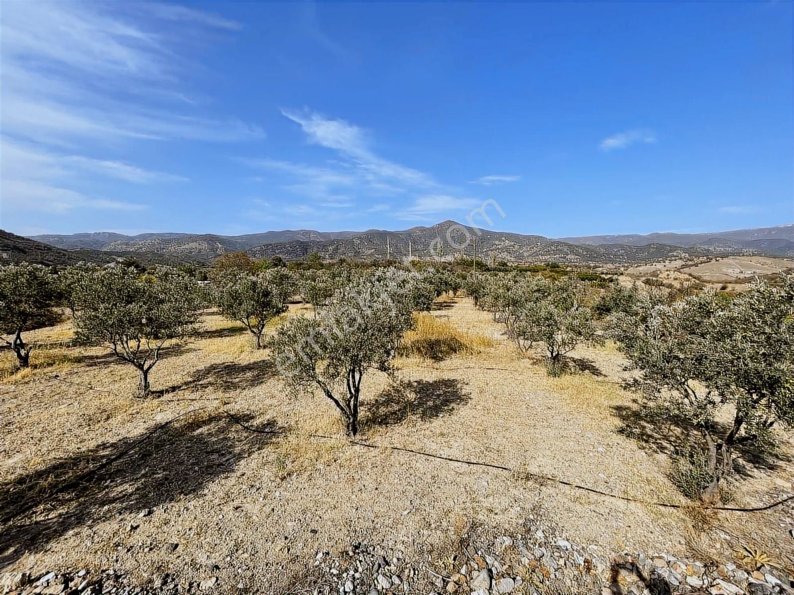 Mihalgazi'de Kiralık 13 Dönüm Zeytin Bahçesi Ve Evi Seraya Uygun - Görsel 19