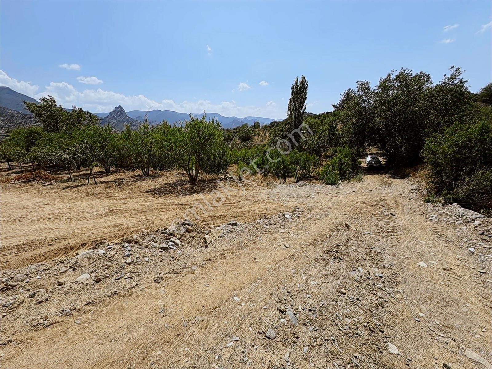 Mihalgazi'de Kiralık 13 Dönüm Zeytin Bahçesi Ve Evi Seraya Uygun - Görsel 3