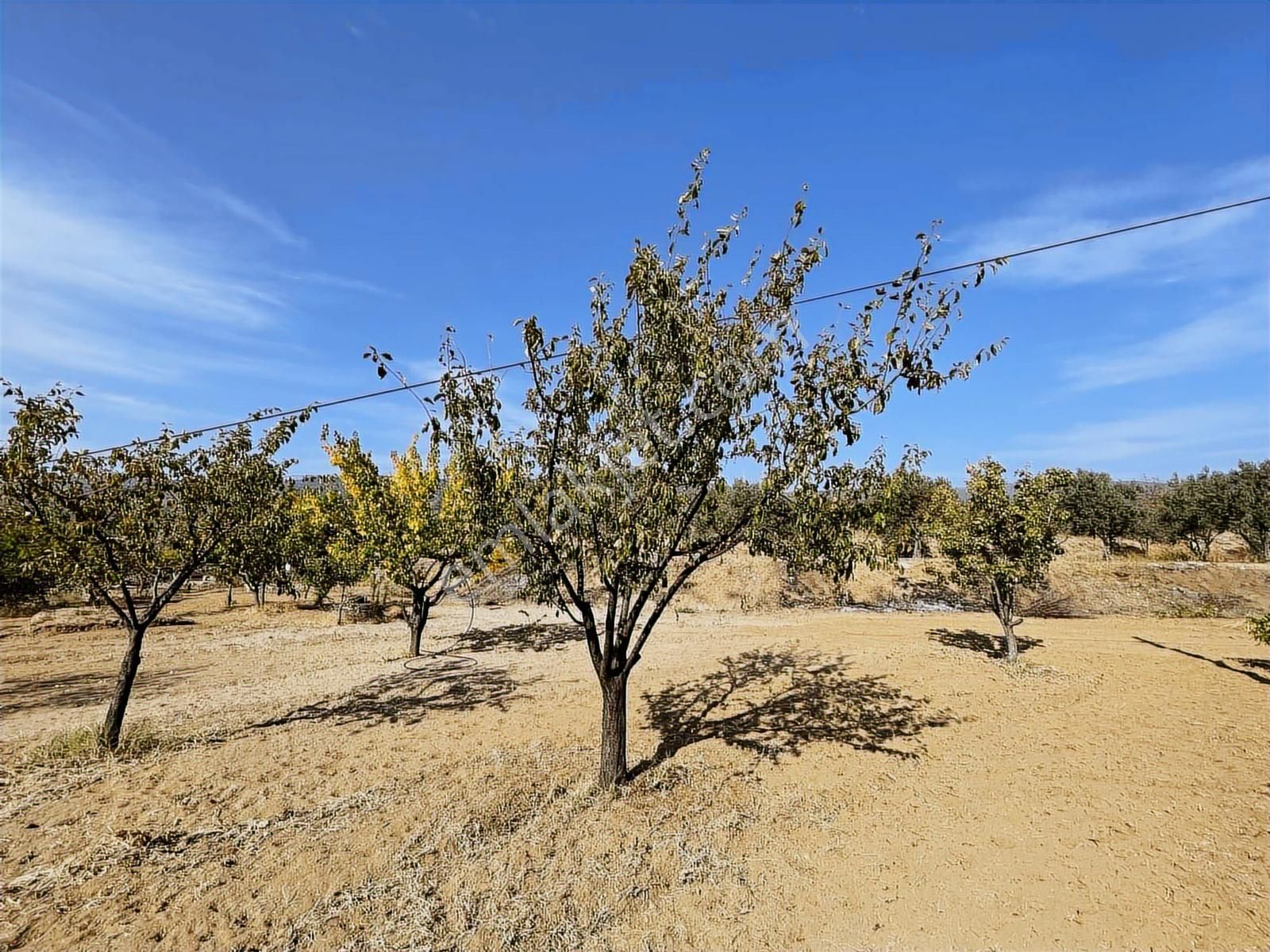 Mihalgazi'de Kiralık 13 Dönüm Zeytin Bahçesi Ve Evi Seraya Uygun - Görsel 2