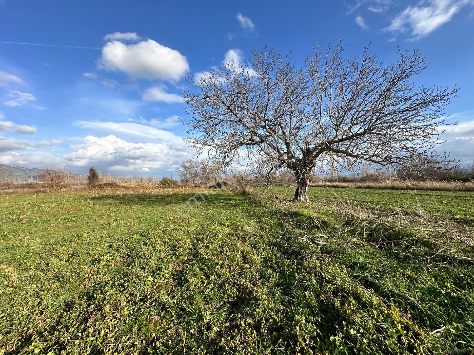 Mera Emlaktan Zeytinli Mevki Hisseli, İmara Yakın 2.500m2 Tarla - Görsel 26