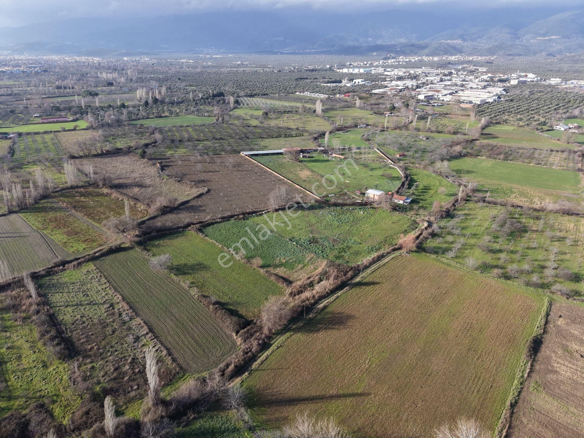 Mera Emlaktan Zeytinli Mevki Hisseli, İmara Yakın 2.500m2 Tarla - Görsel 14