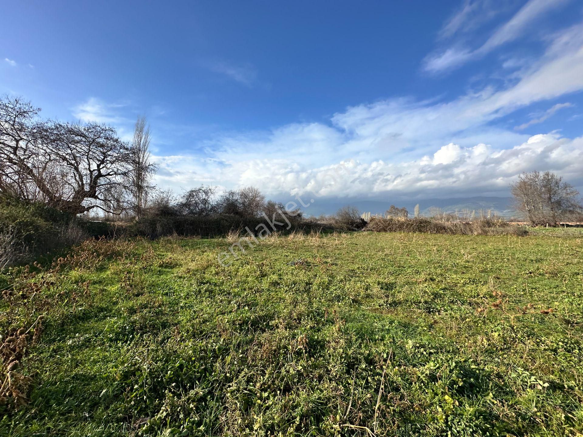 Mera Emlaktan Zeytinli Mevki Hisseli, İmara Yakın 2.500m2 Tarla - Görsel 2