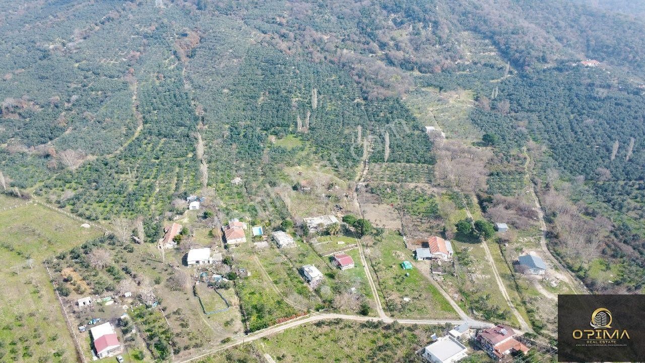 Opima Emlak'tan Ocaklar Mahallesinde Deniz Manzaralı Satılık Zeytinlik - Görsel 4