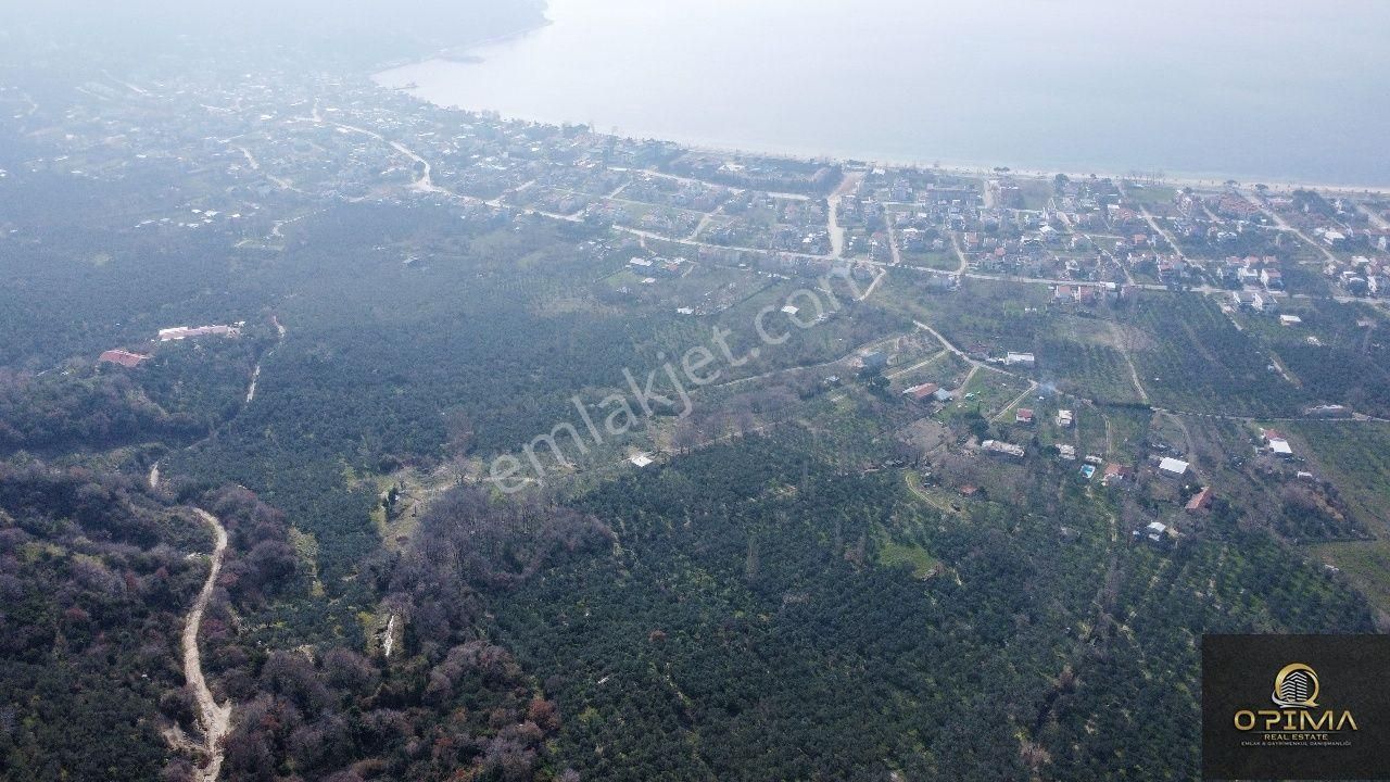 Opima Emlak'tan Ocaklar Mahallesinde Deniz Manzaralı Satılık Zeytinlik - Görsel 3