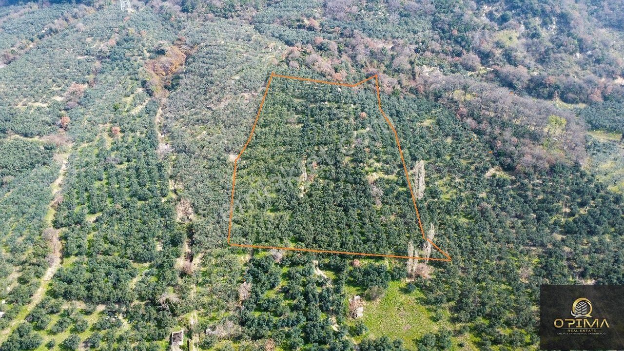 Opima Emlak'tan Ocaklar Mahallesinde Deniz Manzaralı Satılık Zeytinlik