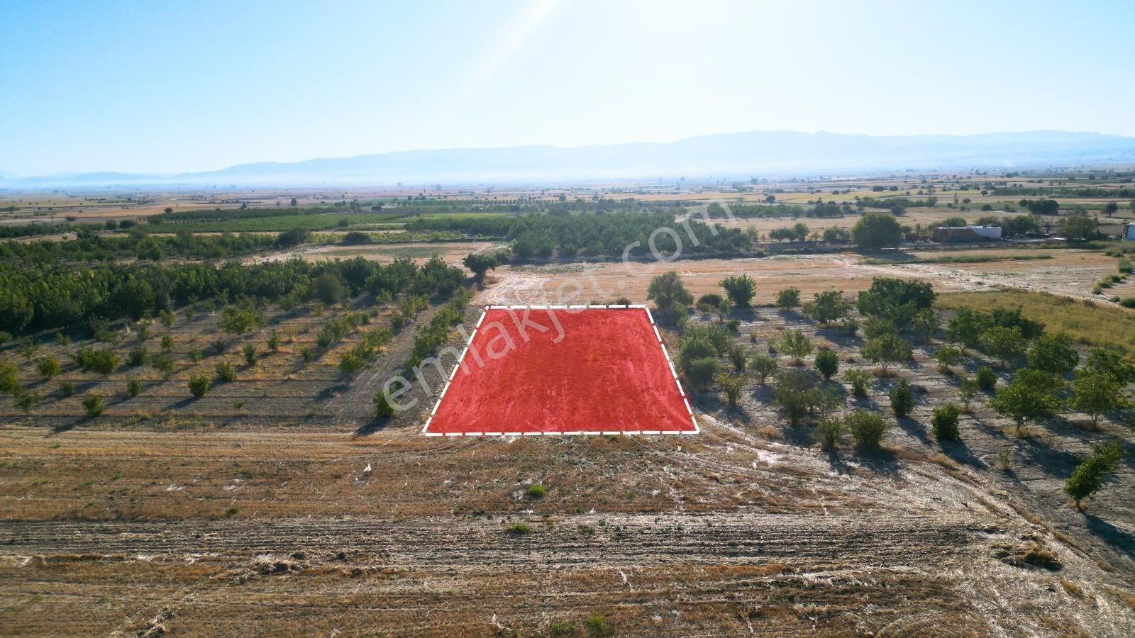 Çal İsabey' De 1910 M2 Bağ Asfalta 2. Parsel Araçla Ulaşılır