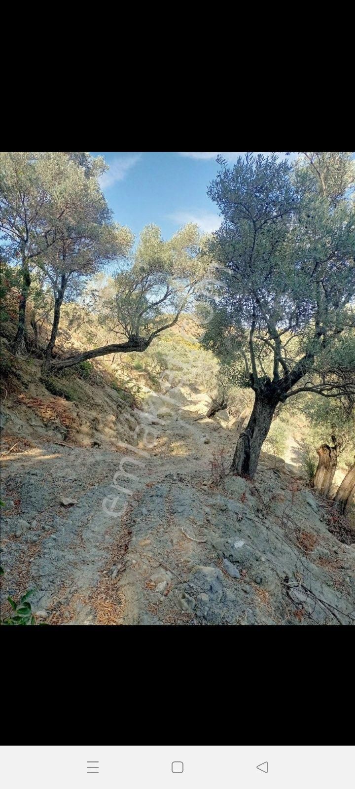 Aydın Koçarlı Tığıllar Mh De Satılık Zeytinlik - Görsel 3