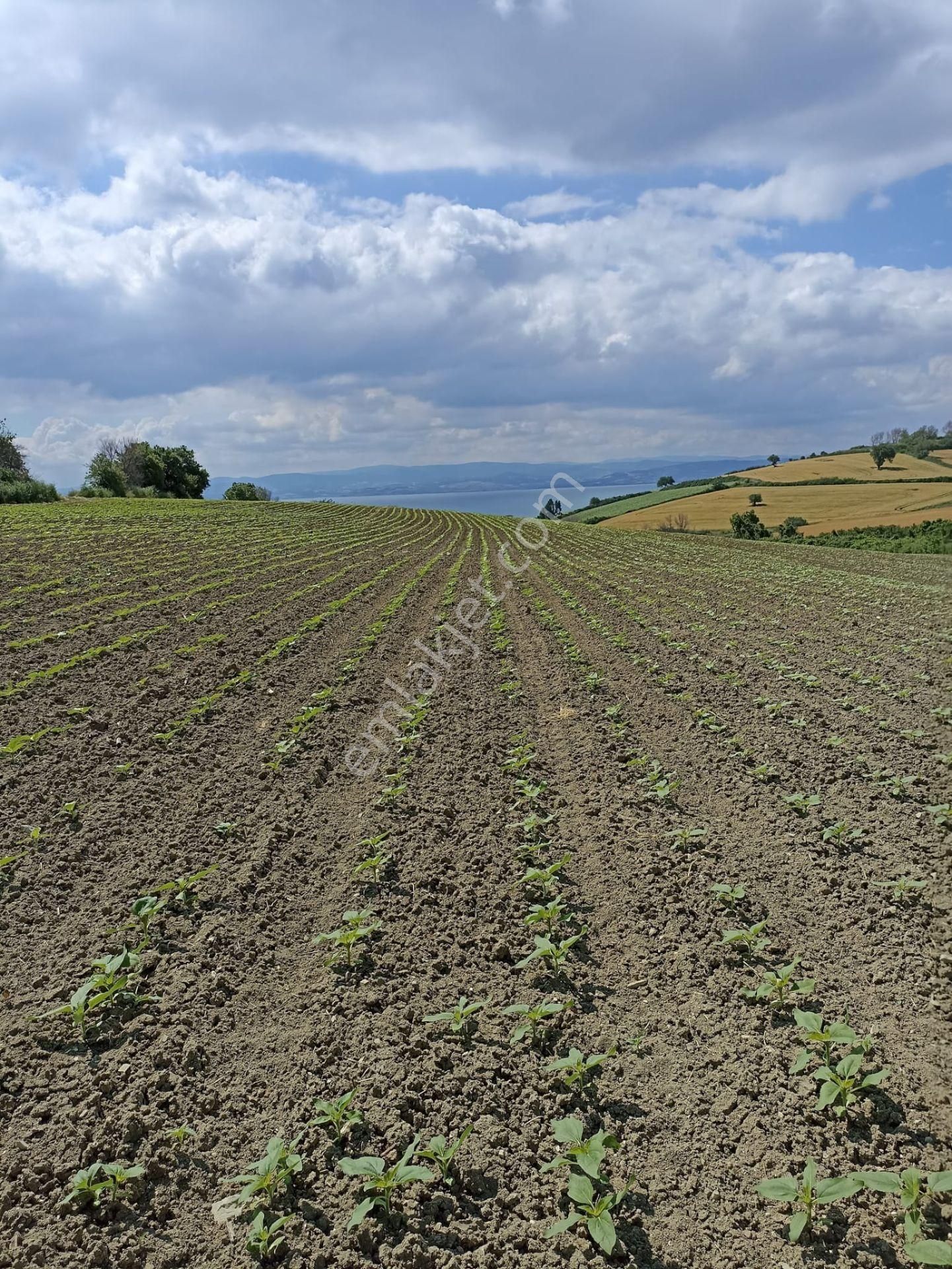 Çanakkale/gelibolu/bolayır Tek Tapu Fırsat Tarla 22.720 M2 Acil Satılıktır. - Görsel 4