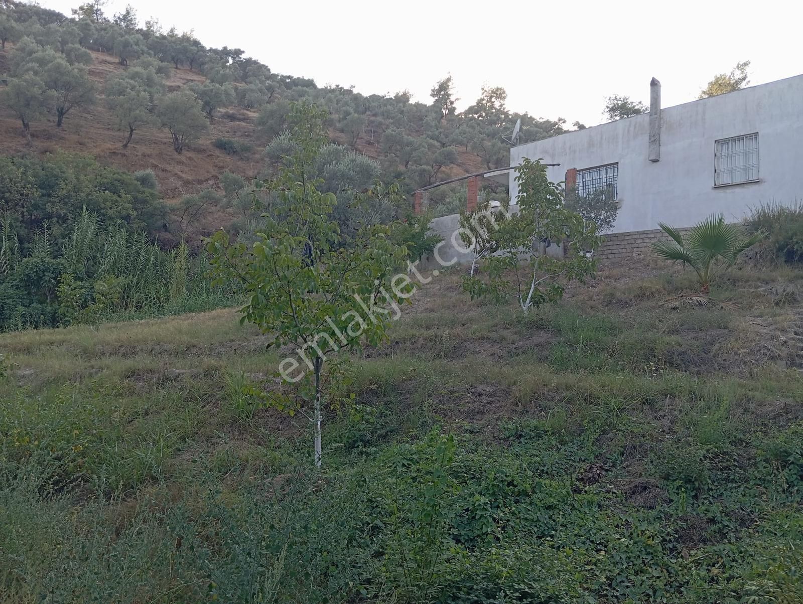 Century21 Işıltı'dan Umurlu'da Satılık Zeytinlik Arazisi - Görsel 18