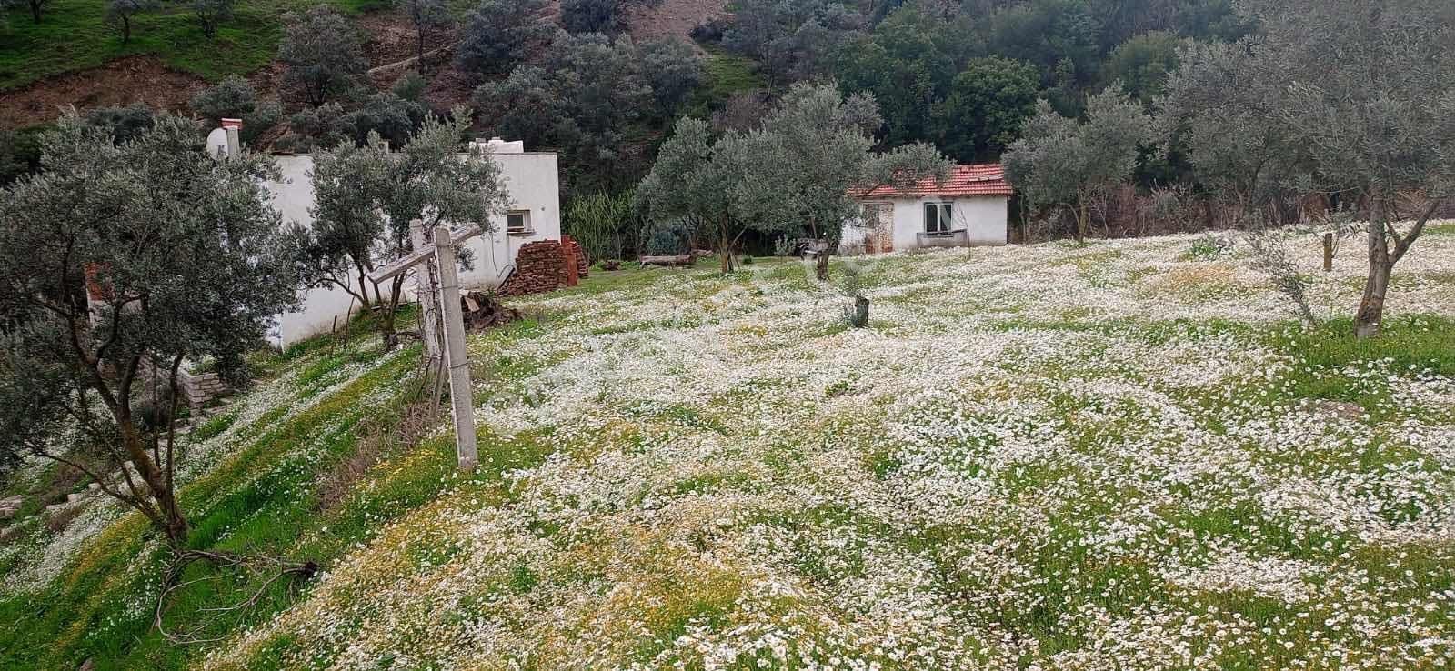 Century21 Işıltı'dan Umurlu'da Satılık Zeytinlik Arazisi - Görsel 31