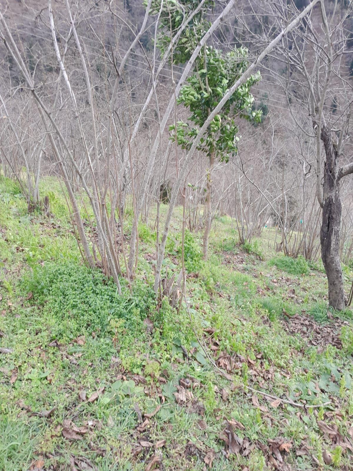 Doğuş Gayrimenkul Arsin Yeşilköy De Satılık Fındık Bahçesi - Görsel 4