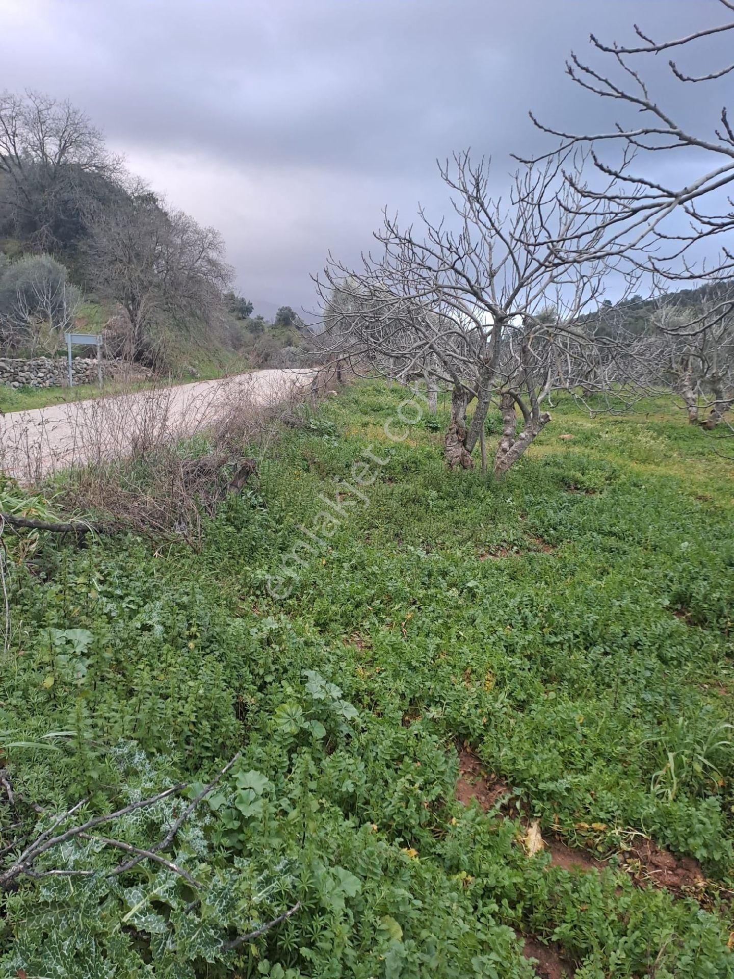 Satılık İncir Bahçesi Yolu Suyu Mevcut