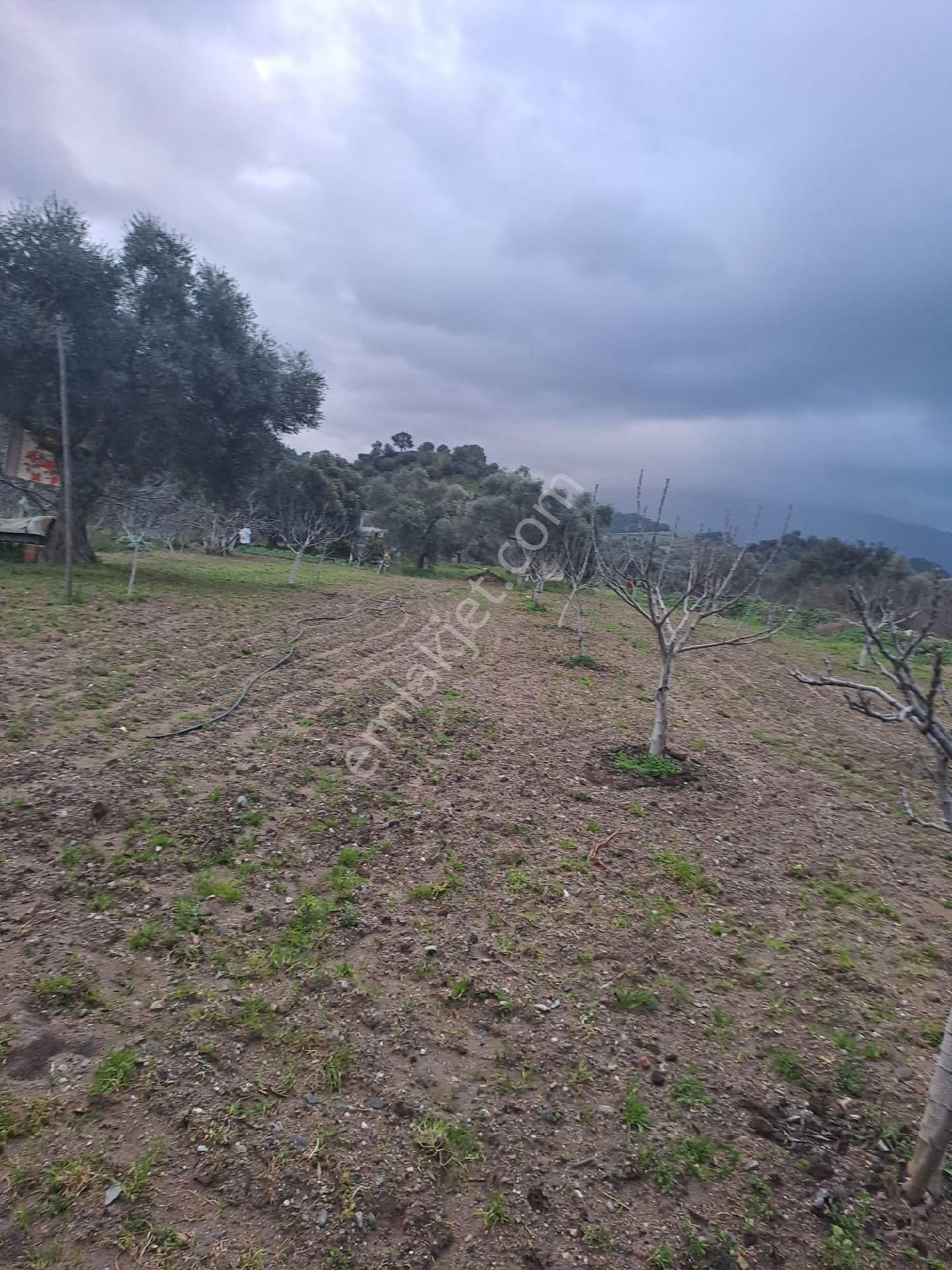 Satılık İncir Bahçesi Yolu Suyu Mevcut - Görsel 7