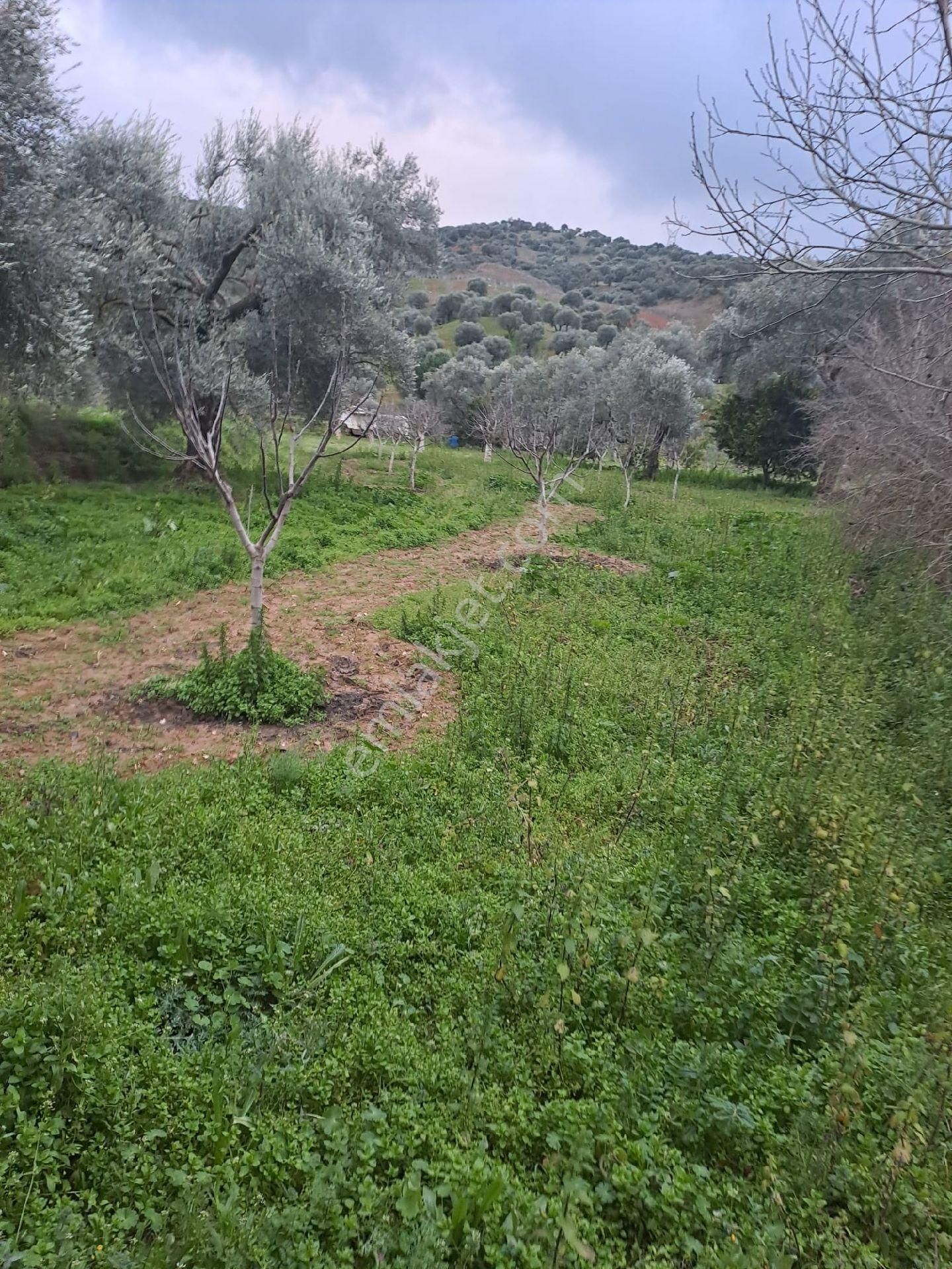 Satılık İncir Bahçesi Yolu Suyu Mevcut - Görsel 5