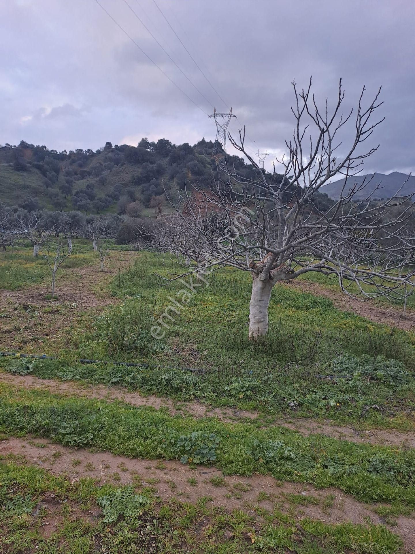 Satılık İncir Bahçesi Yolu Suyu Mevcut - Görsel 11