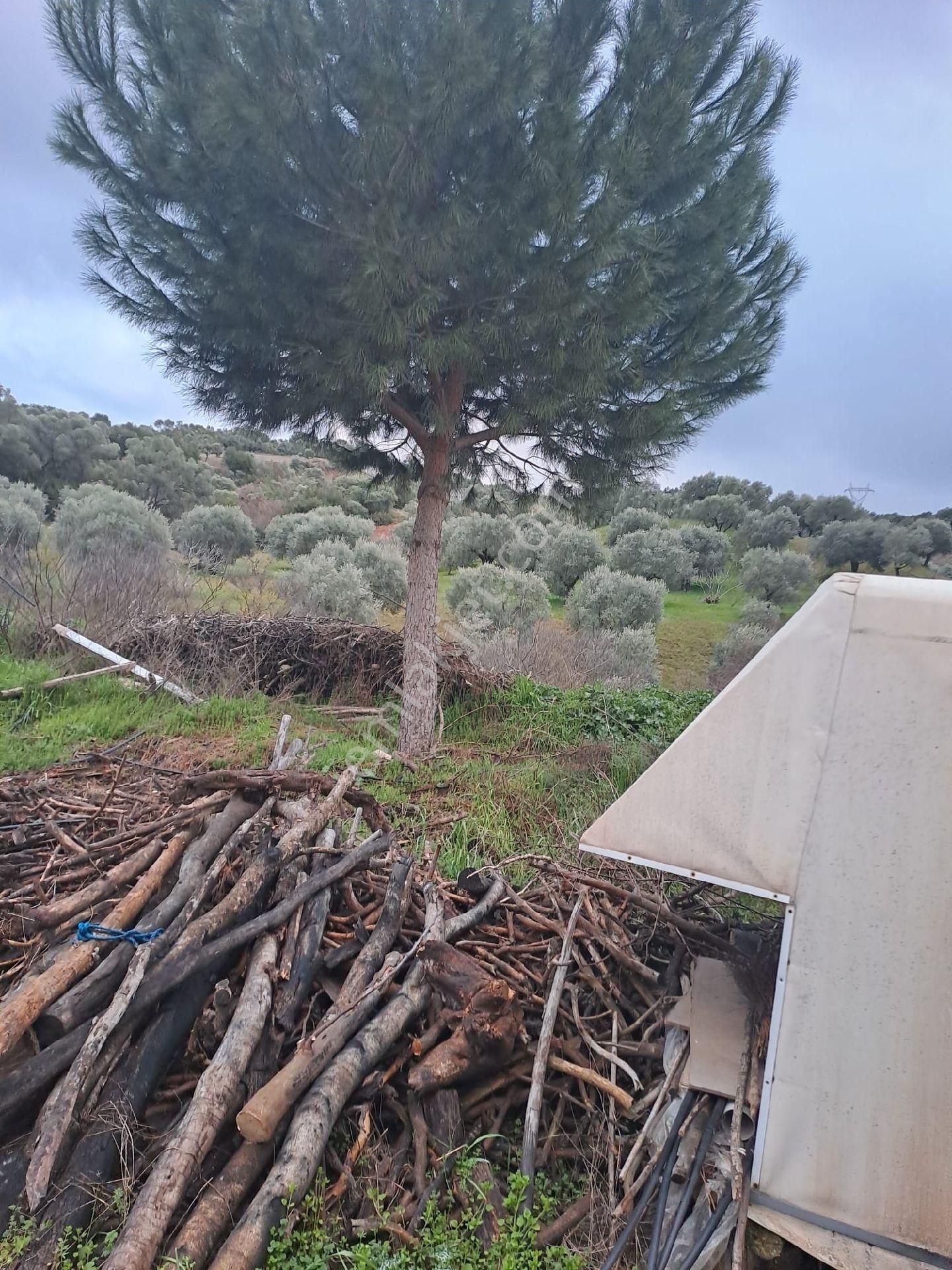 Satılık İncir Bahçesi Yolu Suyu Mevcut - Görsel 8