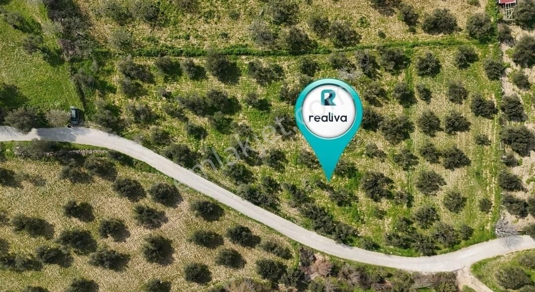 Realivadan Anayola Yakın 3600 M2 Zeytinli Tarla - Görsel 4