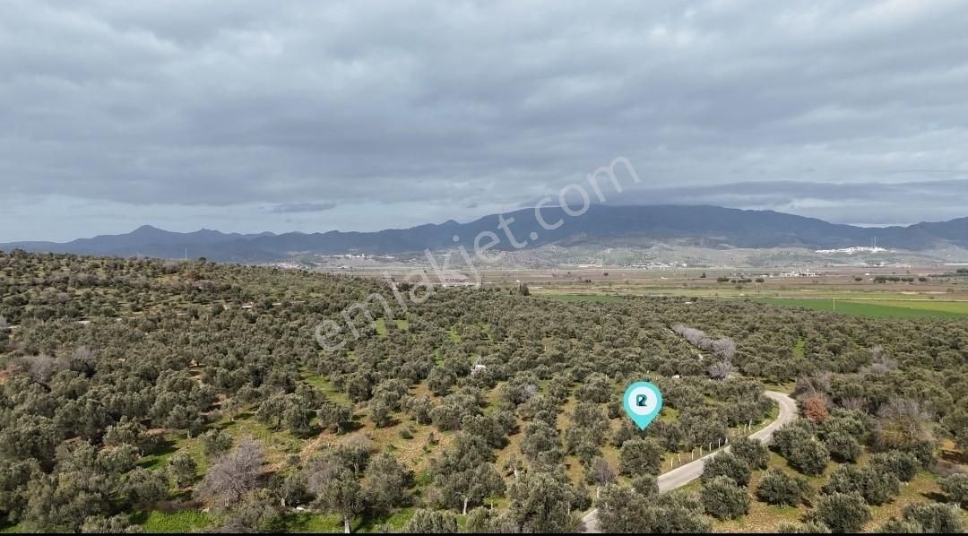 Realivadan Anayola Yakın 3600 M2 Zeytinli Tarla - Görsel 16