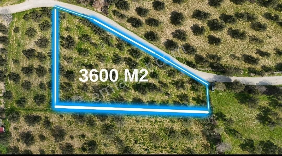 Realivadan Anayola Yakın 3600 M2 Zeytinli Tarla - Görsel 2