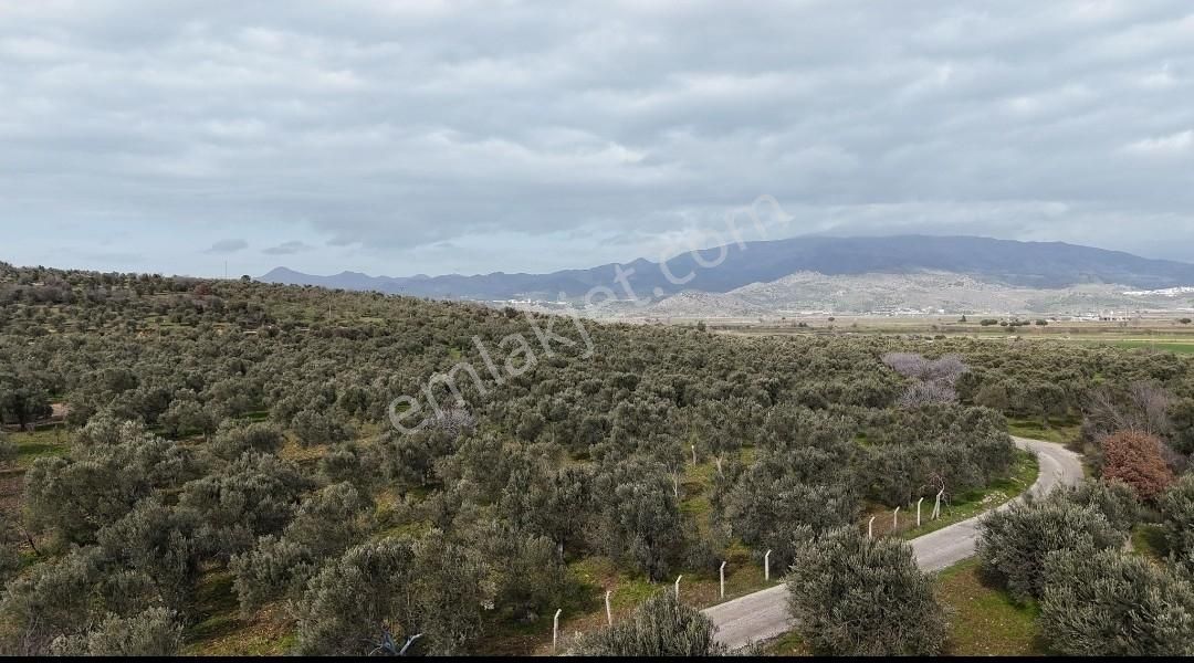 Realivadan Anayola Yakın 3600 M2 Zeytinli Tarla - Görsel 11