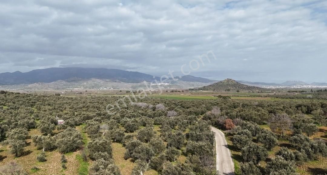 Realivadan Anayola Yakın 3600 M2 Zeytinli Tarla - Görsel 12