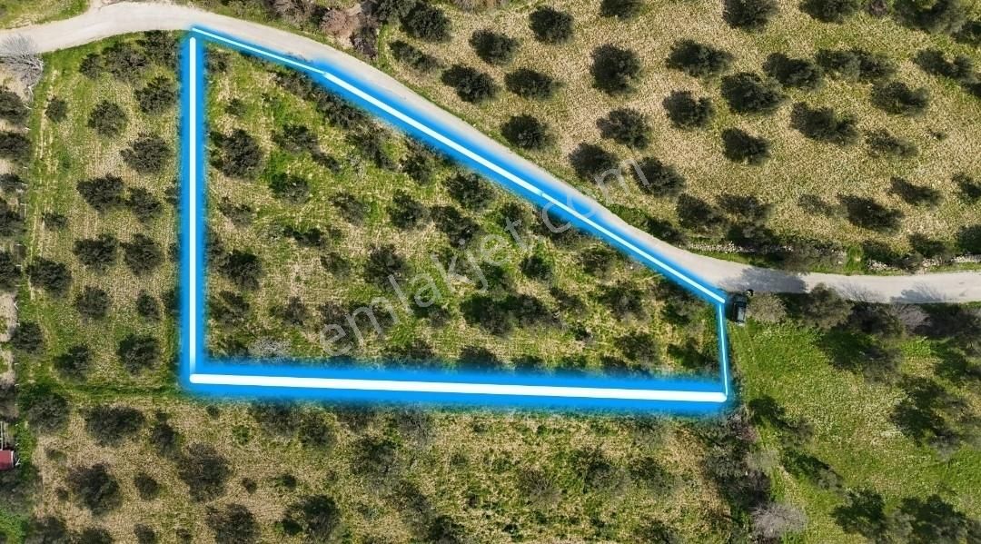 Realivadan Anayola Yakın 3600 M2 Zeytinli Tarla