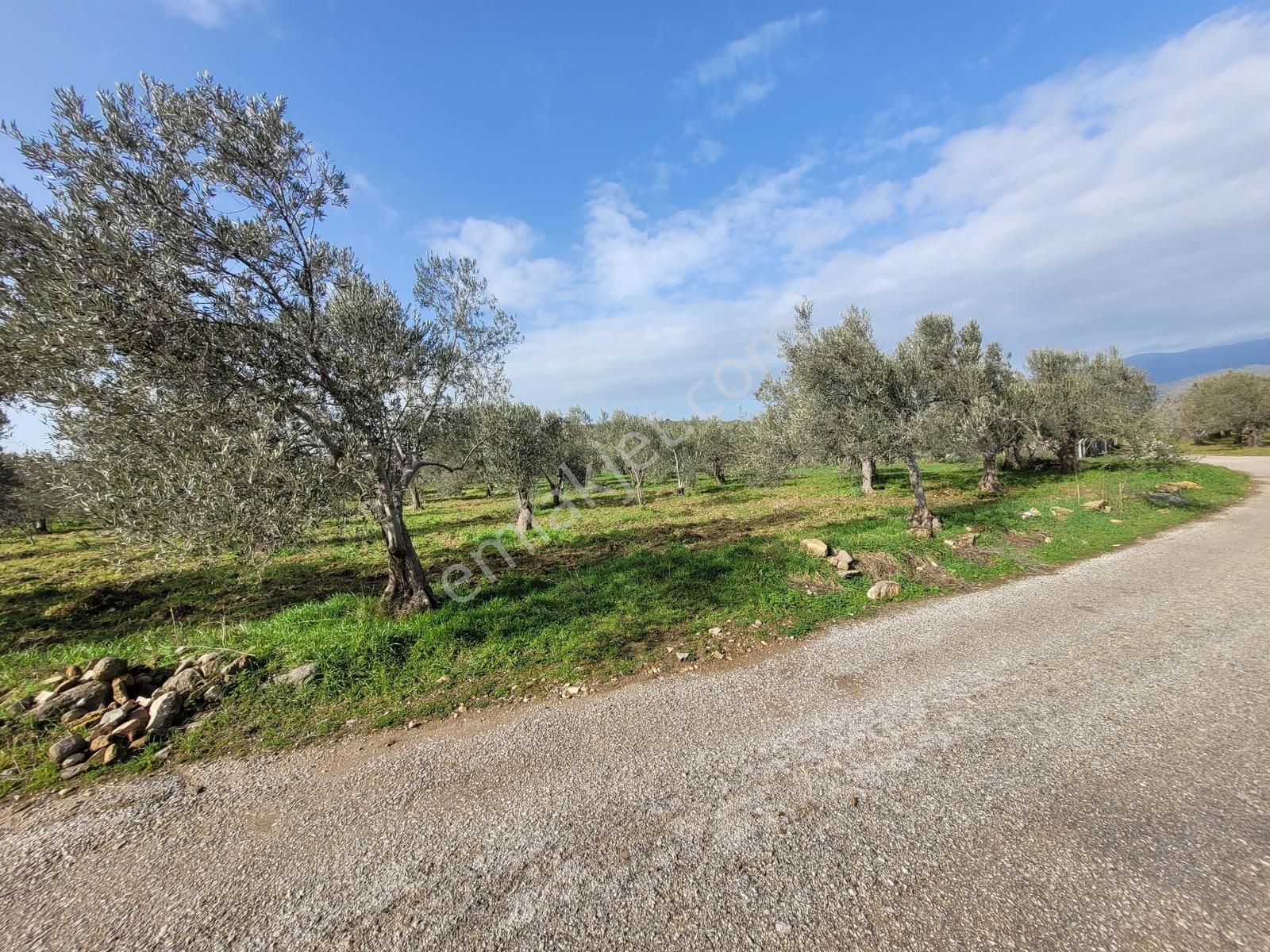 Realivadan Anayola Yakın 3600 M2 Zeytinli Tarla - Görsel 5
