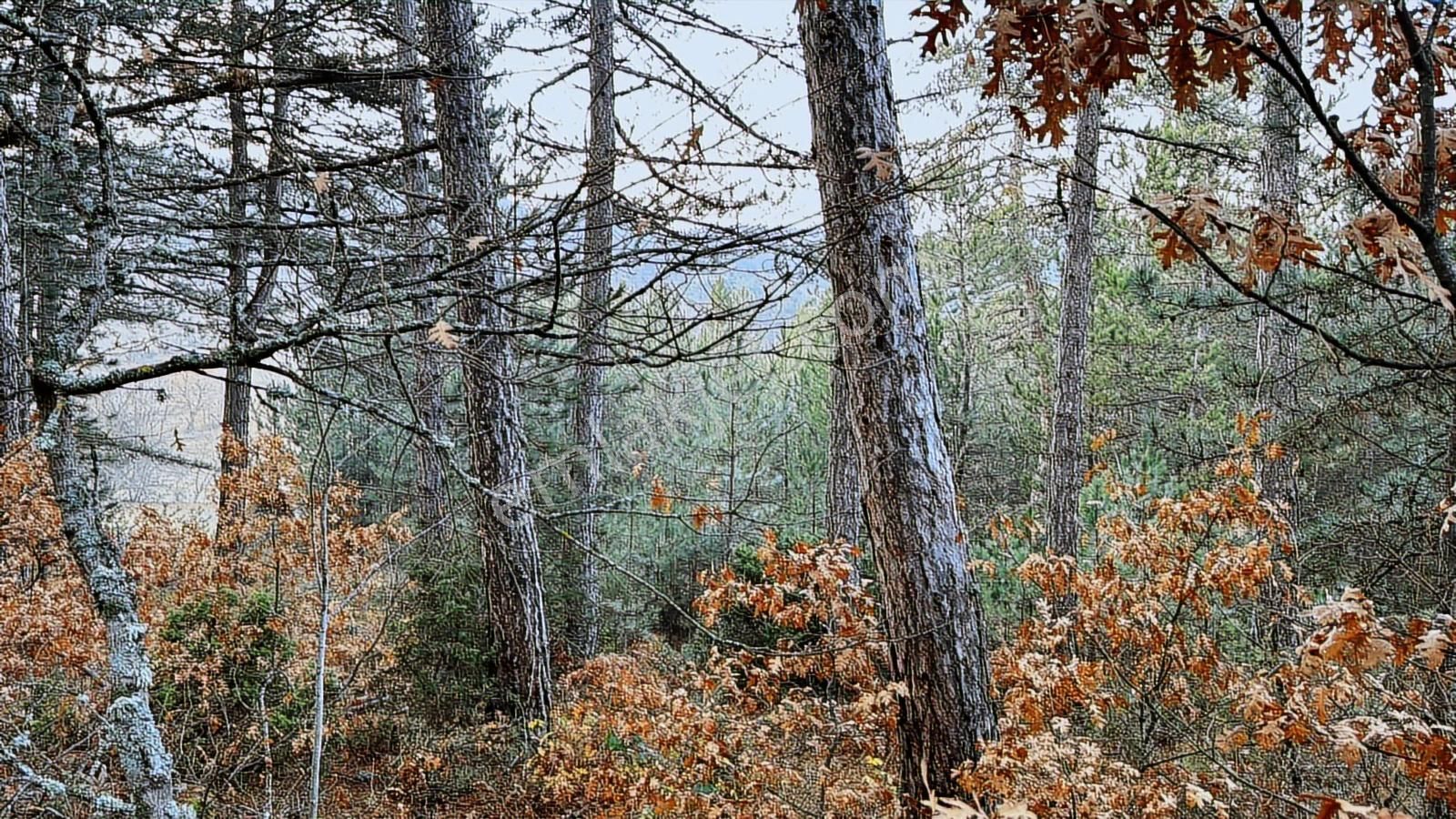 Bilecik Bozüyük Ormangüzle Köyünde 2.339 M2 Satılık Çamlık - Görsel 4