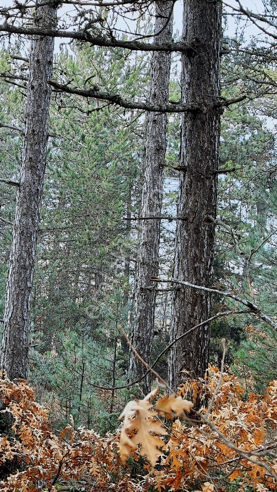 Bilecik Bozüyük Ormangüzle Köyünde 2.339 M2 Satılık Çamlık - Görsel 6