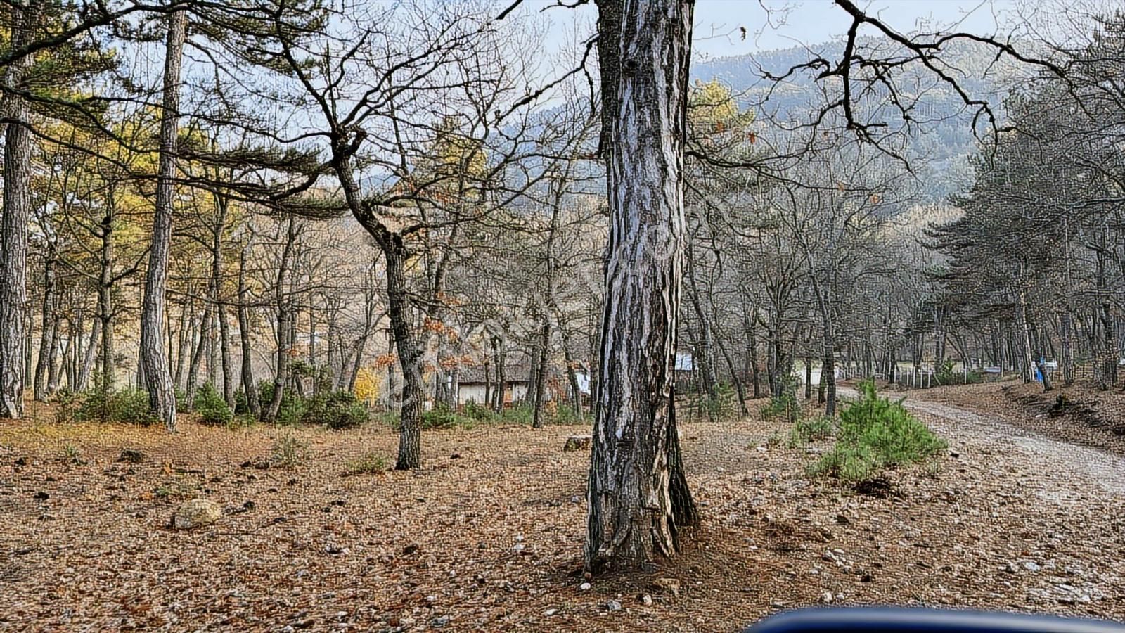 Bilecik Bozüyük Ormangüzle Köyünde 2.339 M2 Satılık Çamlık - Görsel 8