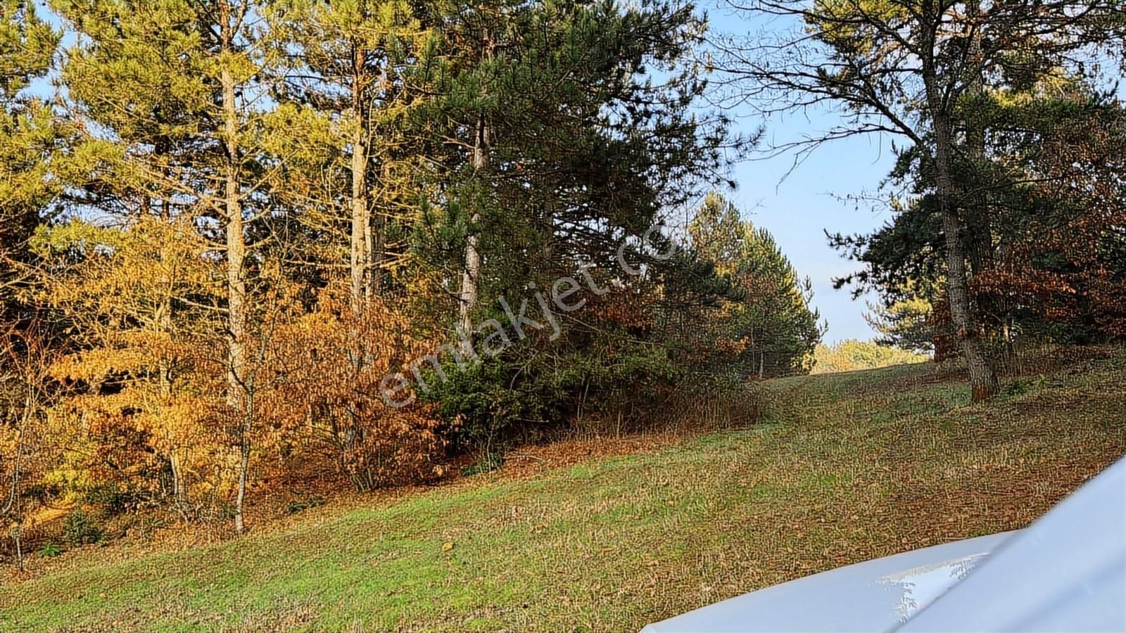 Bilecik Bozüyük Ormangüzle Köyünde 2.339 M2 Satılık Çamlık - Görsel 2