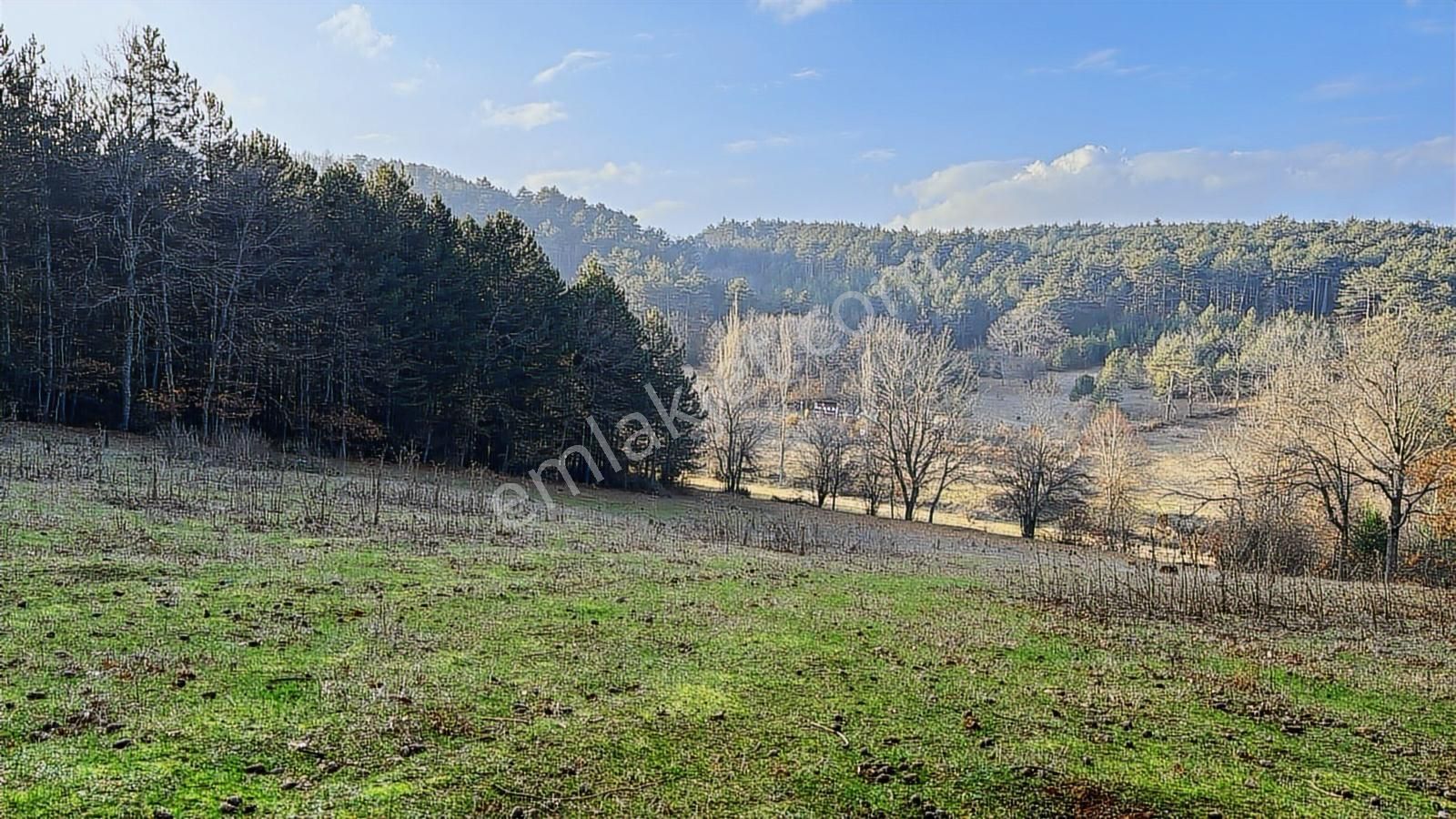 Bilecik Bozüyük Ormangüzle Köyünde 2.339 M2 Satılık Çamlık - Görsel 5