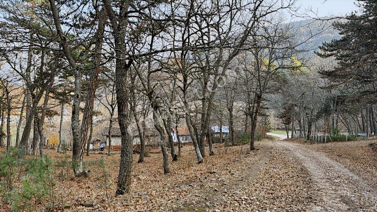 Bilecik Bozüyük Ormangüzle Köyünde 2.339 M2 Satılık Çamlık - Görsel 7