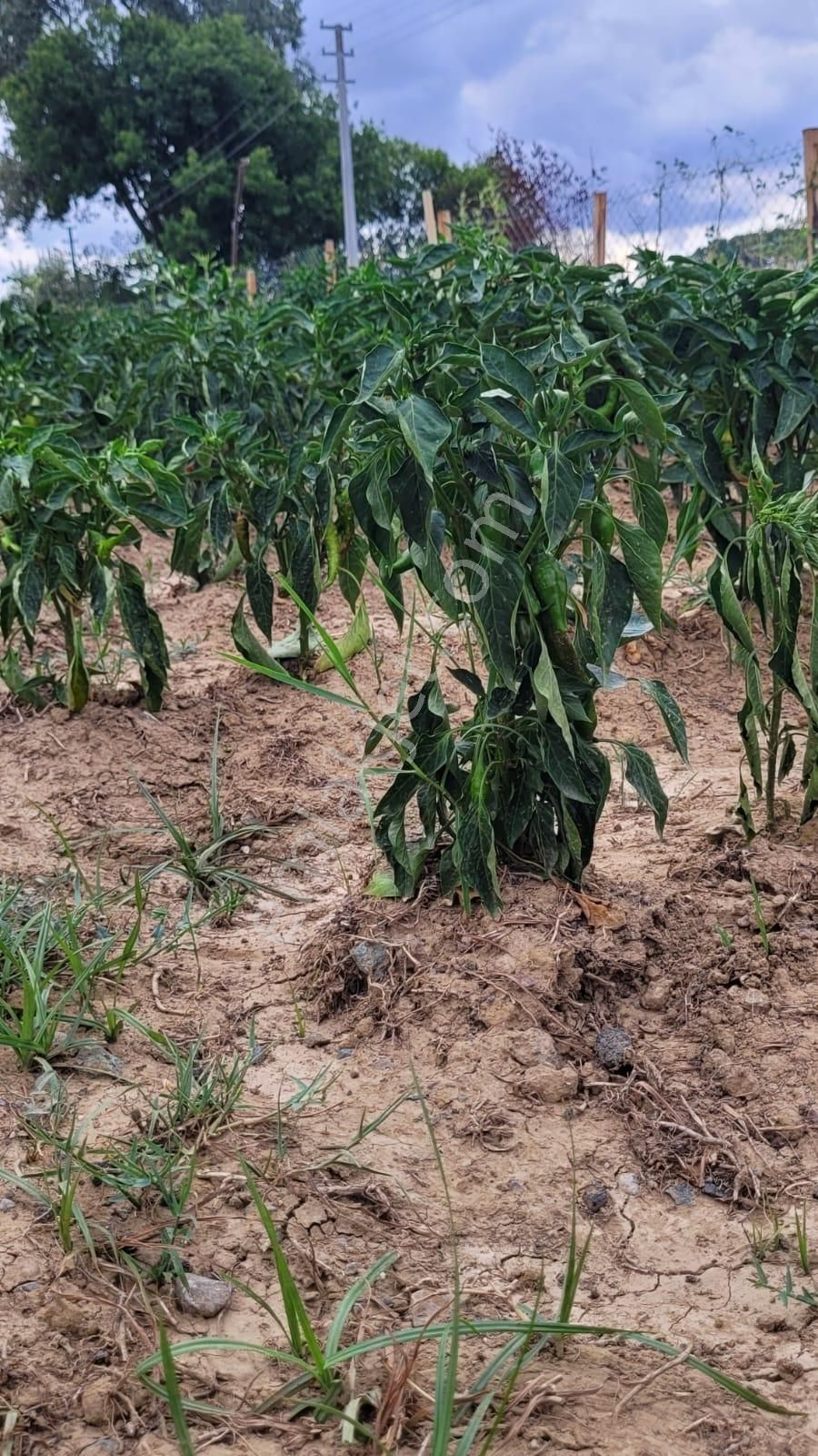 Serdivan Uzunköy De İki Katlı Müstakil Ev - Görsel 4