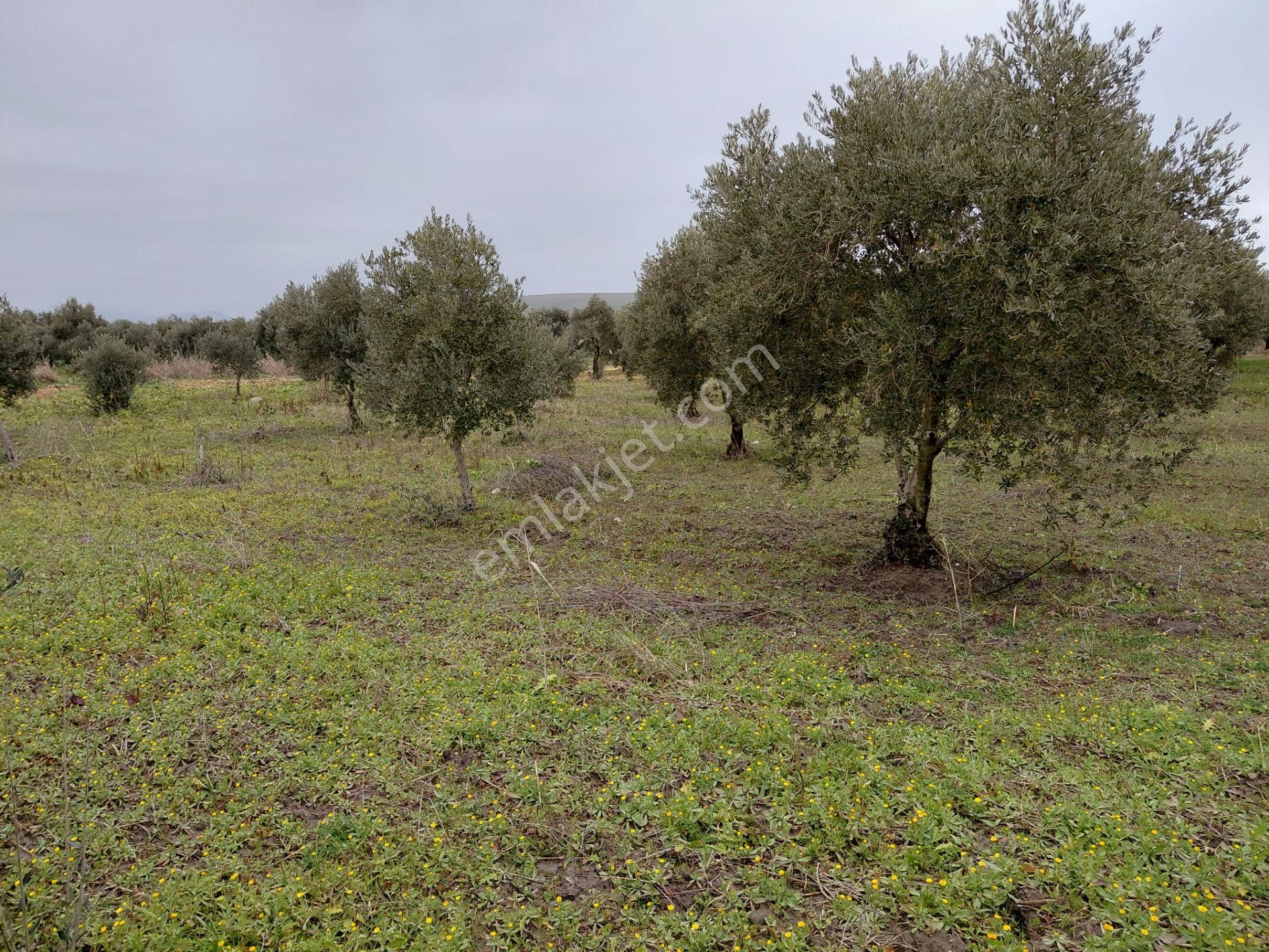 Akhisar Mecidiye De Satılık 13.000 M2 Sulu Zeytinlik 5.450.000tl - Görsel 11