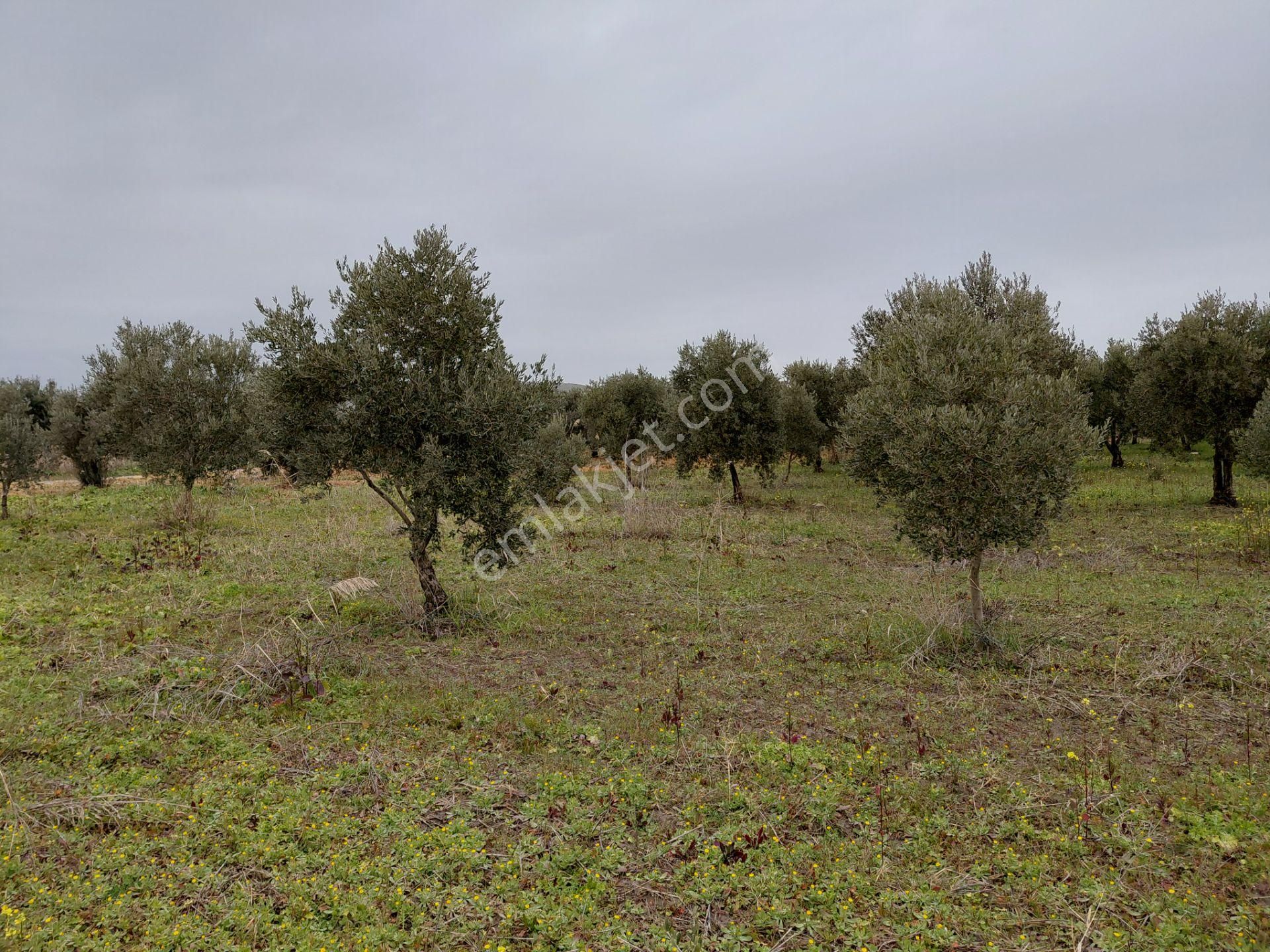 Akhisar Mecidiye De Satılık 13.000 M2 Sulu Zeytinlik 5.450.000tl - Görsel 13