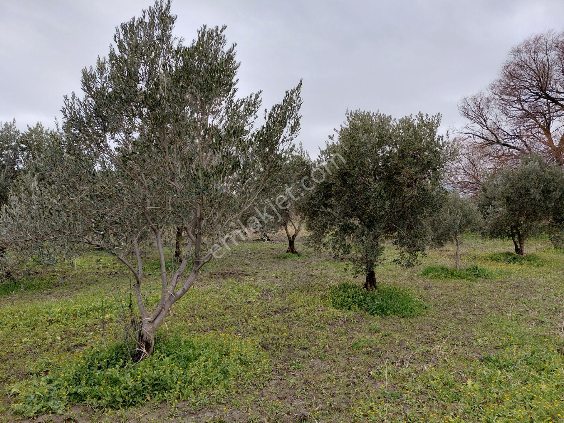 Akhisar Mecidiye De Satılık 13.000 M2 Sulu Zeytinlik 5.450.000tl - Görsel 6