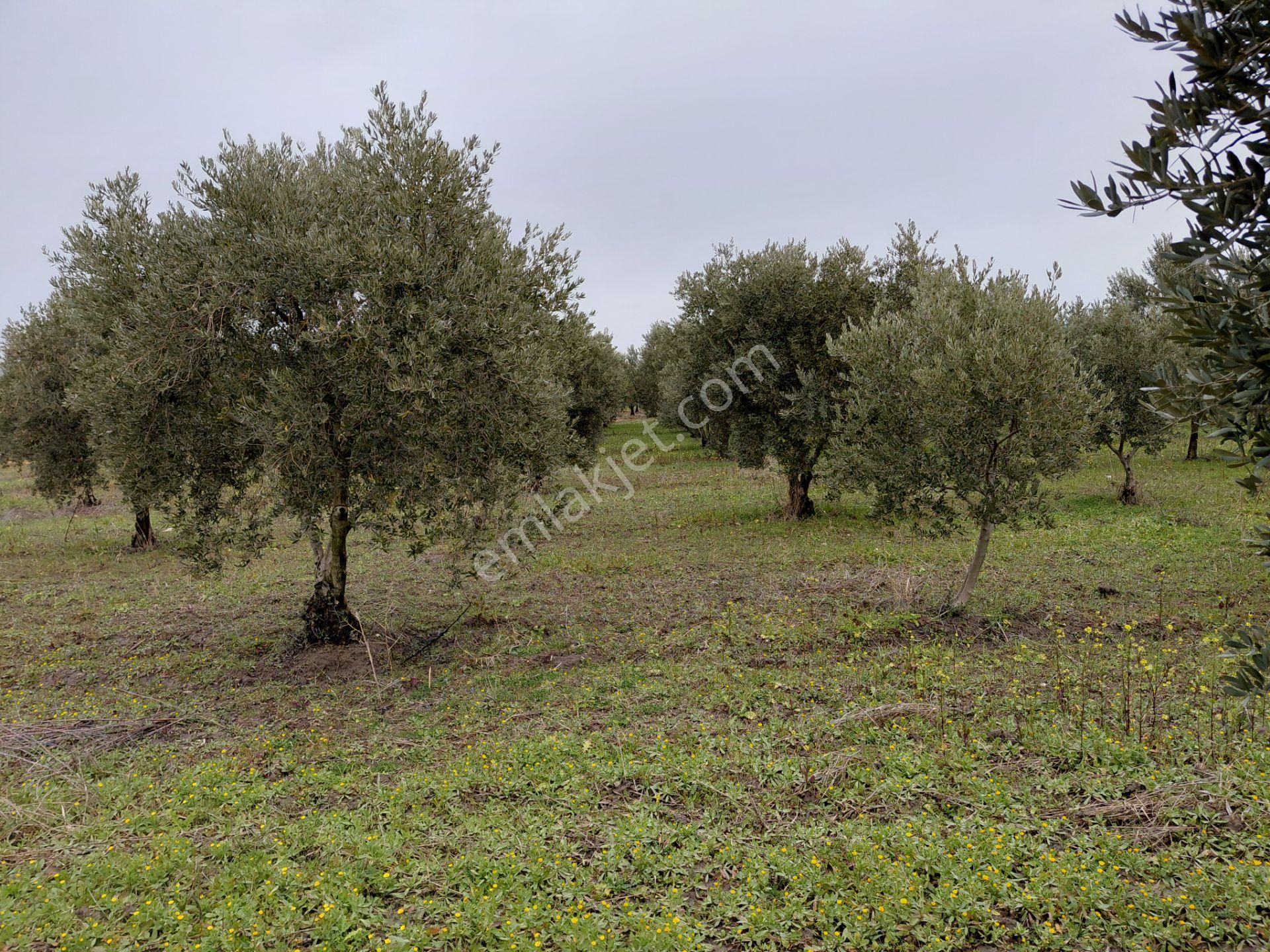 Akhisar Mecidiye De Satılık 13.000 M2 Sulu Zeytinlik 5.450.000tl - Görsel 10
