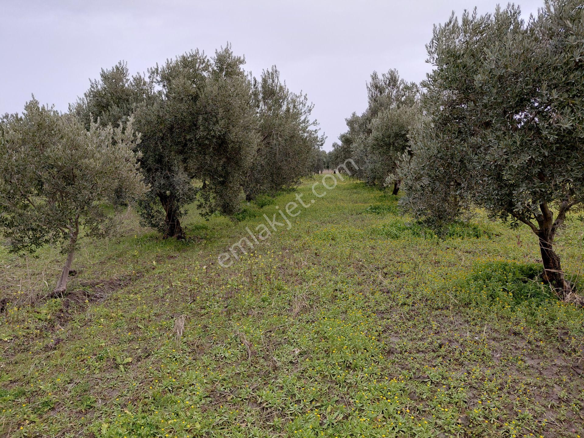 Akhisar Mecidiye De Satılık 13.000 M2 Sulu Zeytinlik 5.450.000tl - Görsel 12