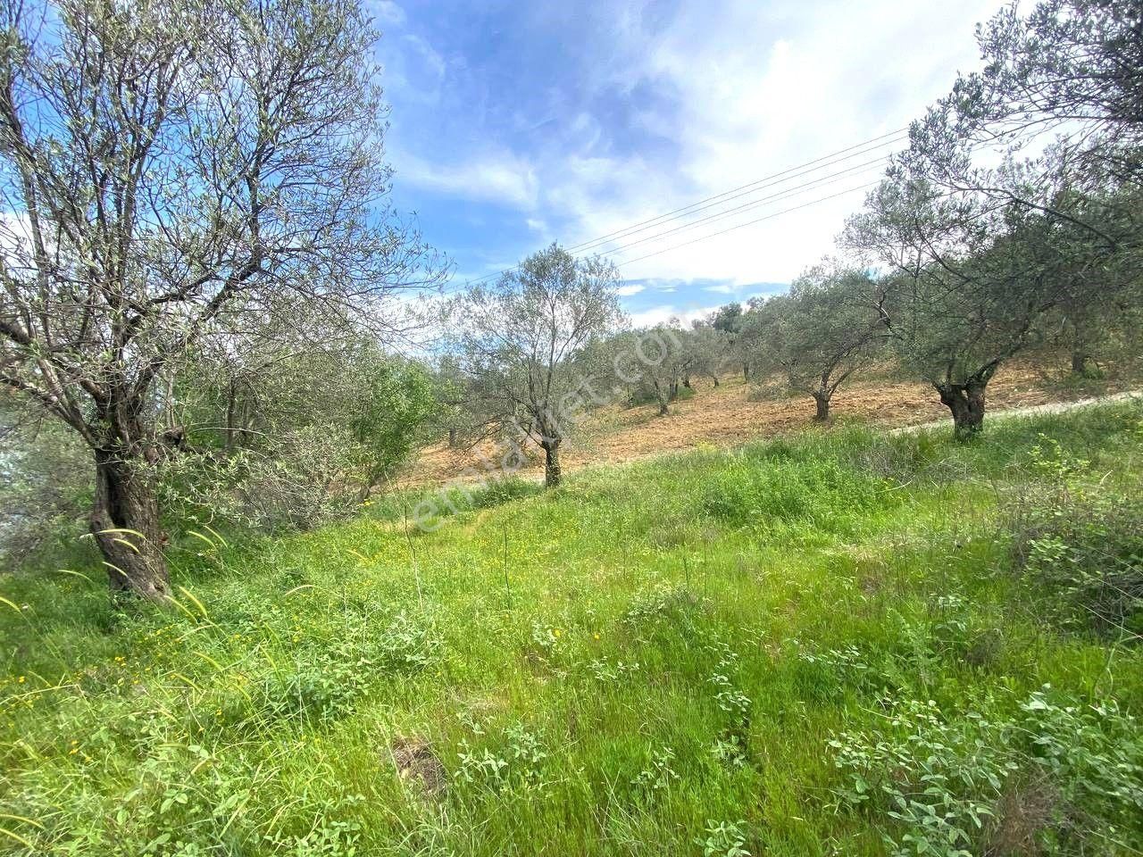 🔴aktiften Pelitköy'de 350 M2 %20 Konut İmarlı Satılık Arsa 🔴 - Görsel 18