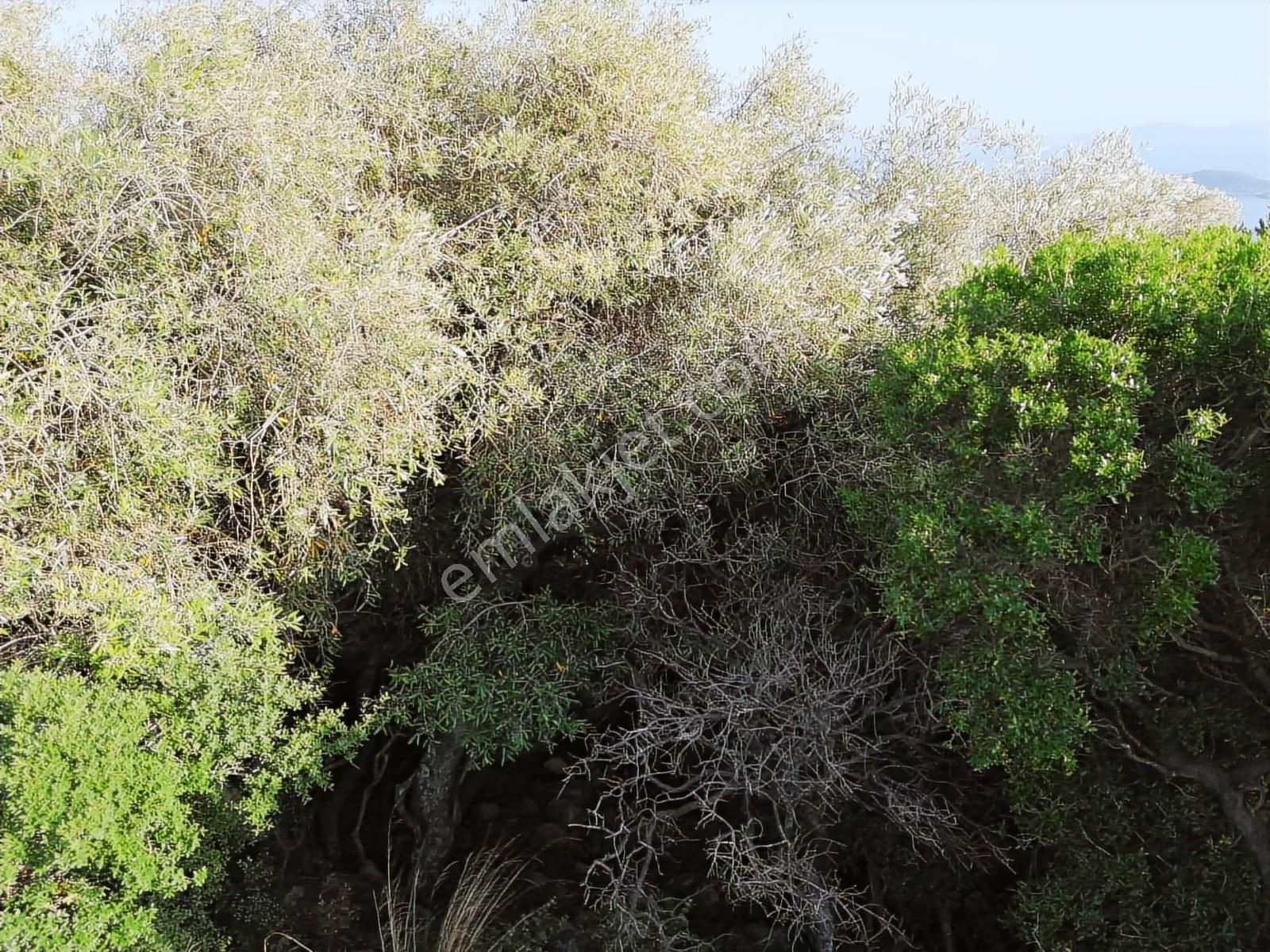 Dikili Çandarlı Bimeyko Sitesinde Deniz Manzaralı Arsa - Görsel 3