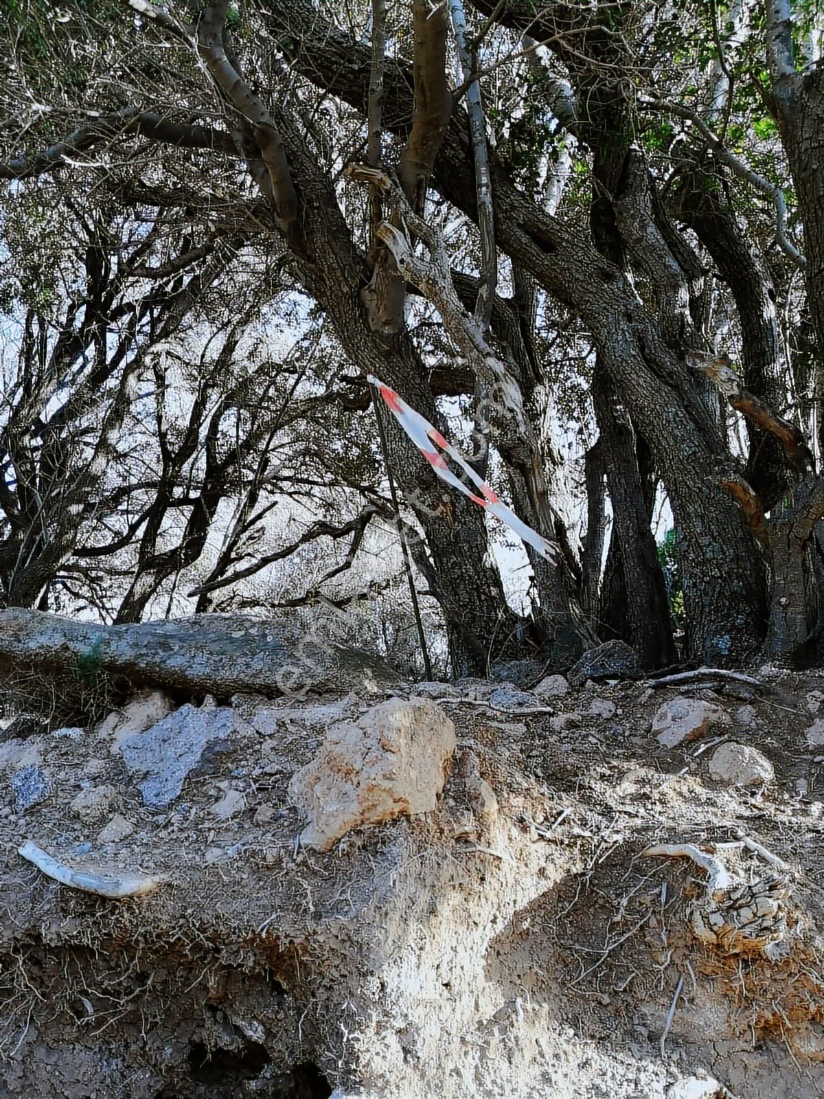 Dikili Çandarlı Bimeyko Sitesinde Deniz Manzaralı Arsa - Görsel 2