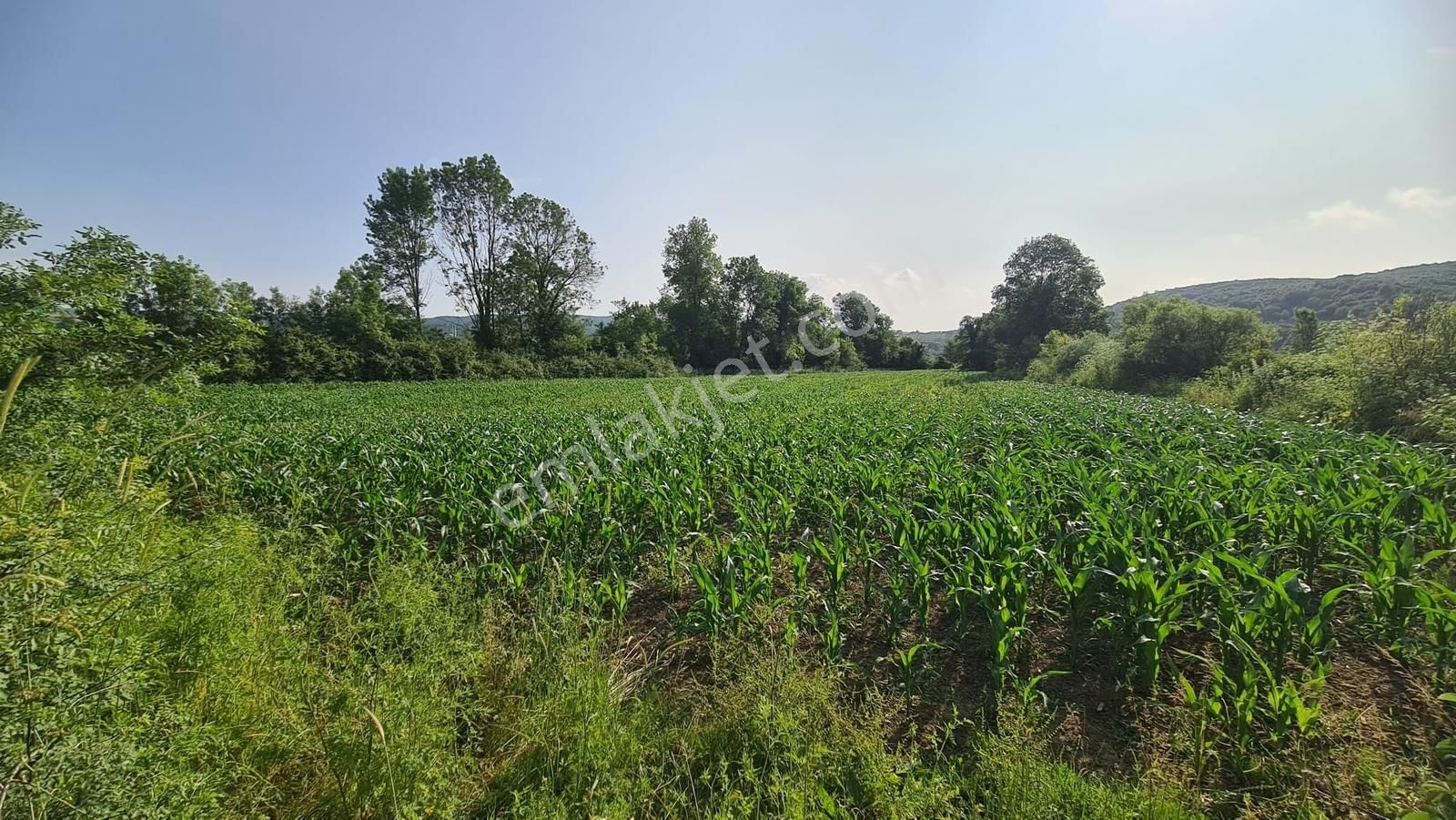 Kandıra Antaplı'da 5.5 Dönüm Tarla