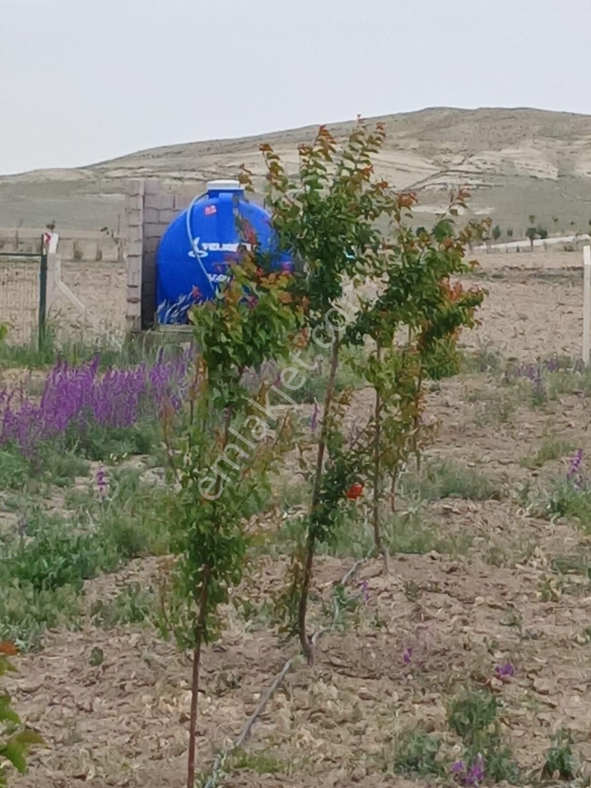 Gölbaşı Emirler 'de 14 Dönüm Tek Tapulu Satılık Bağ Evli Tarla+bahçe - Görsel 3