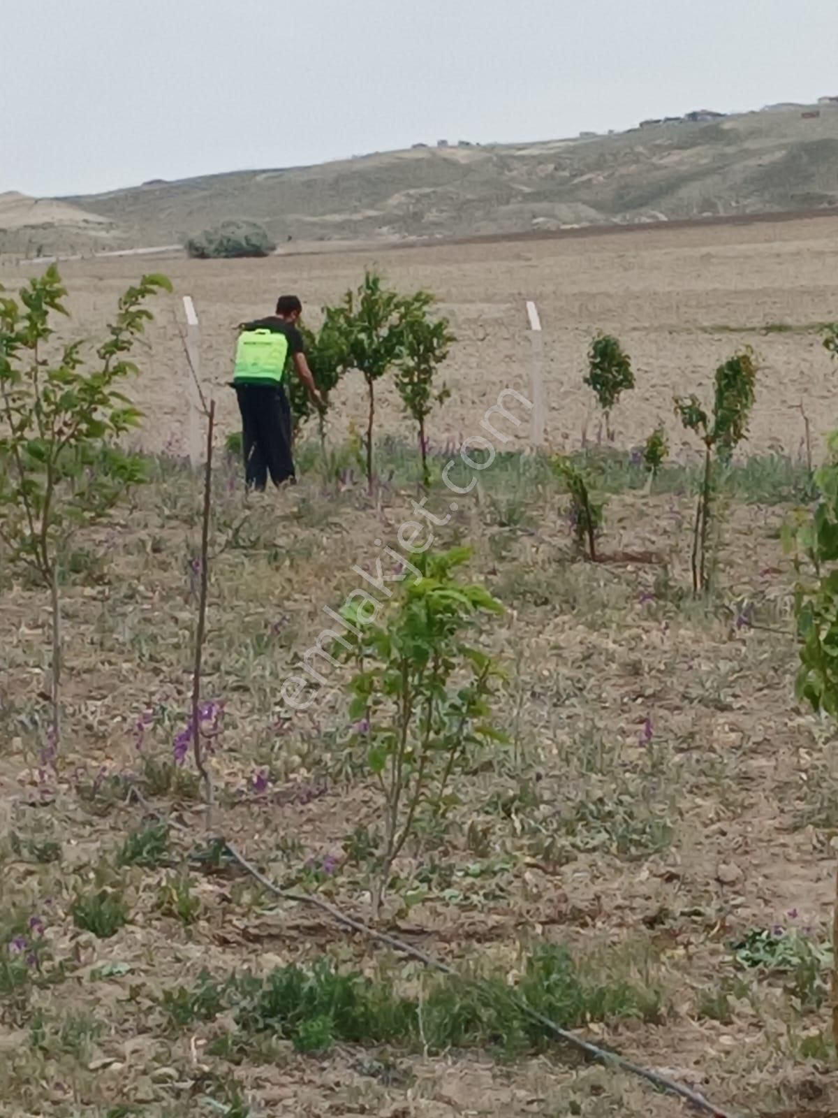 Gölbaşı Emirler 'de 14 Dönüm Tek Tapulu Satılık Bağ Evli Tarla+bahçe - Görsel 2