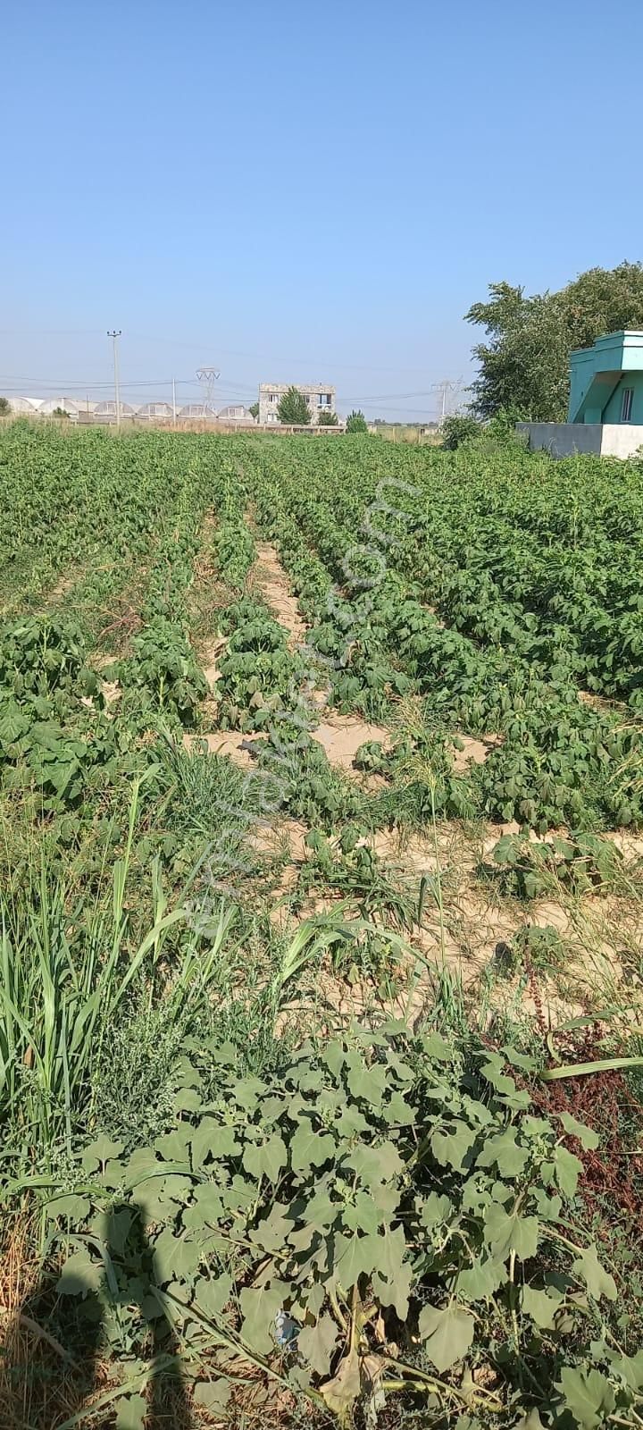 Gölbaşı Emirler 'de 14 Dönüm Tek Tapulu Satılık Bağ Evli Tarla+bahçe - Görsel 12