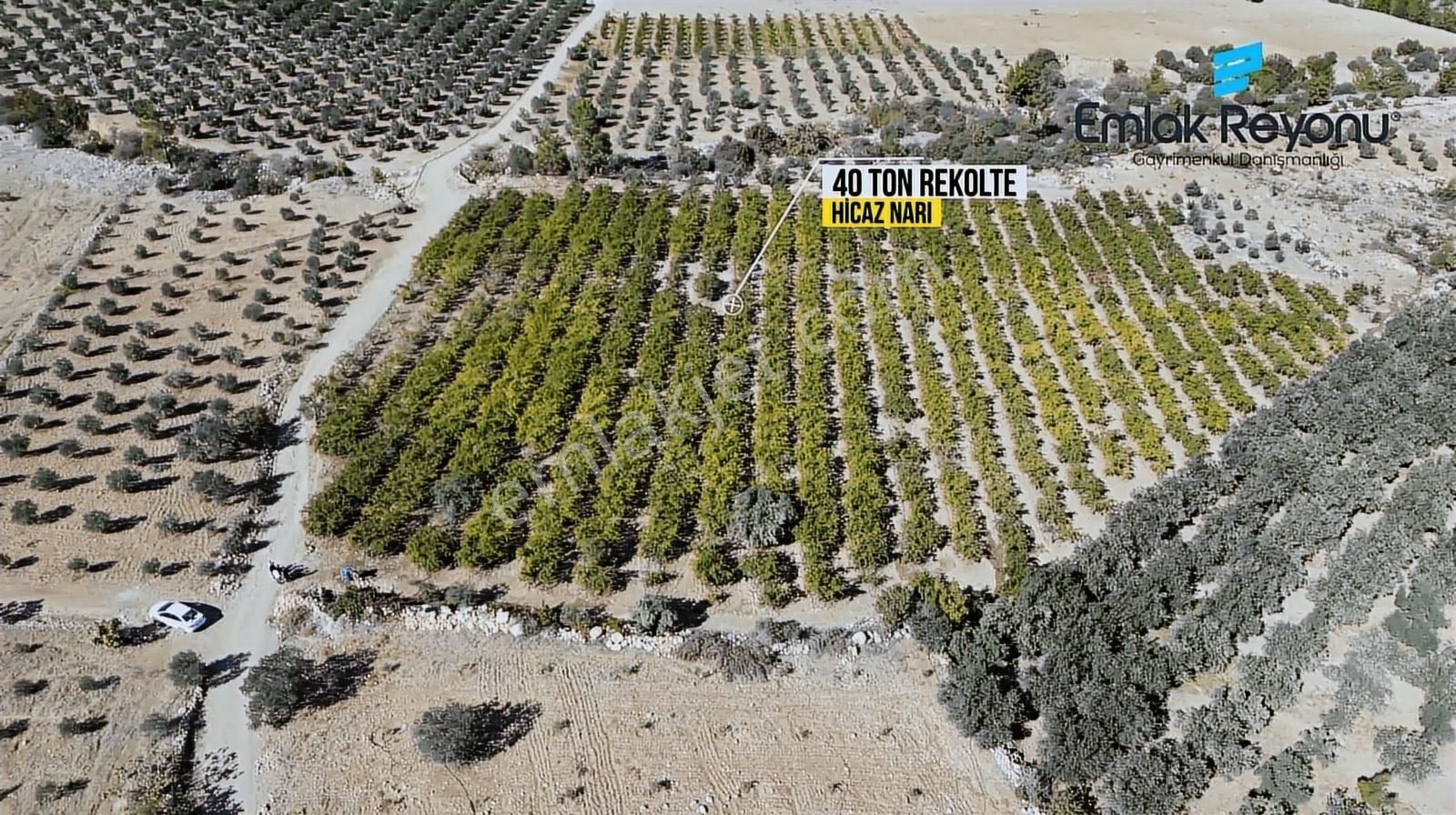 Emlak Reyonu Mut Işıklar Köyünde Nar Bahçesi Satıyor - Görsel 4