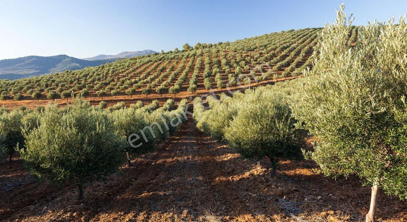 Emlak Reyonu Mut Işıklar Köyünde Zeytin Bahçesi Satıyor