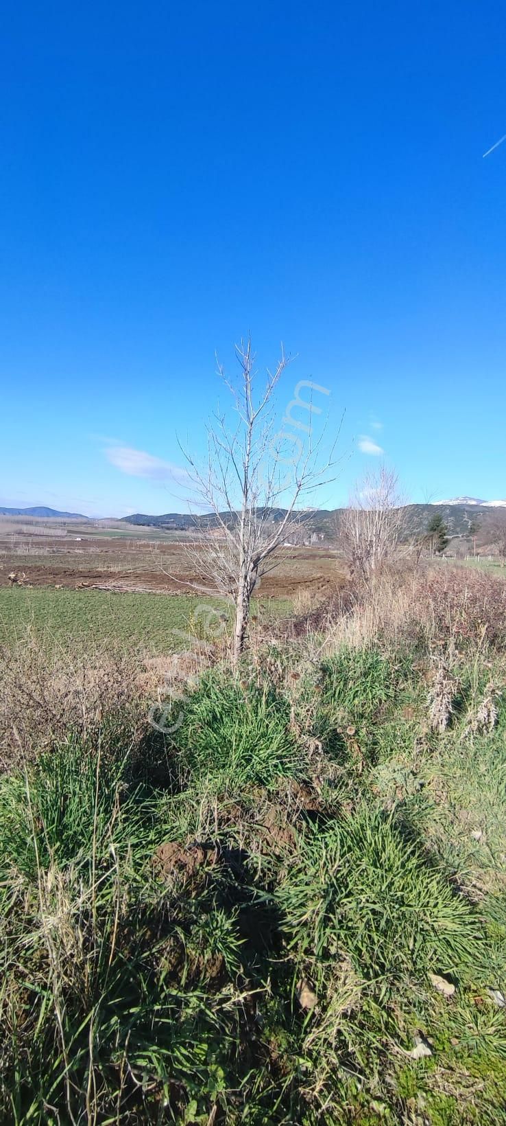 Adalet Gold Group Emlak'tan Satılık Tarla Çimenözü Uygun Fiyata - Görsel 5