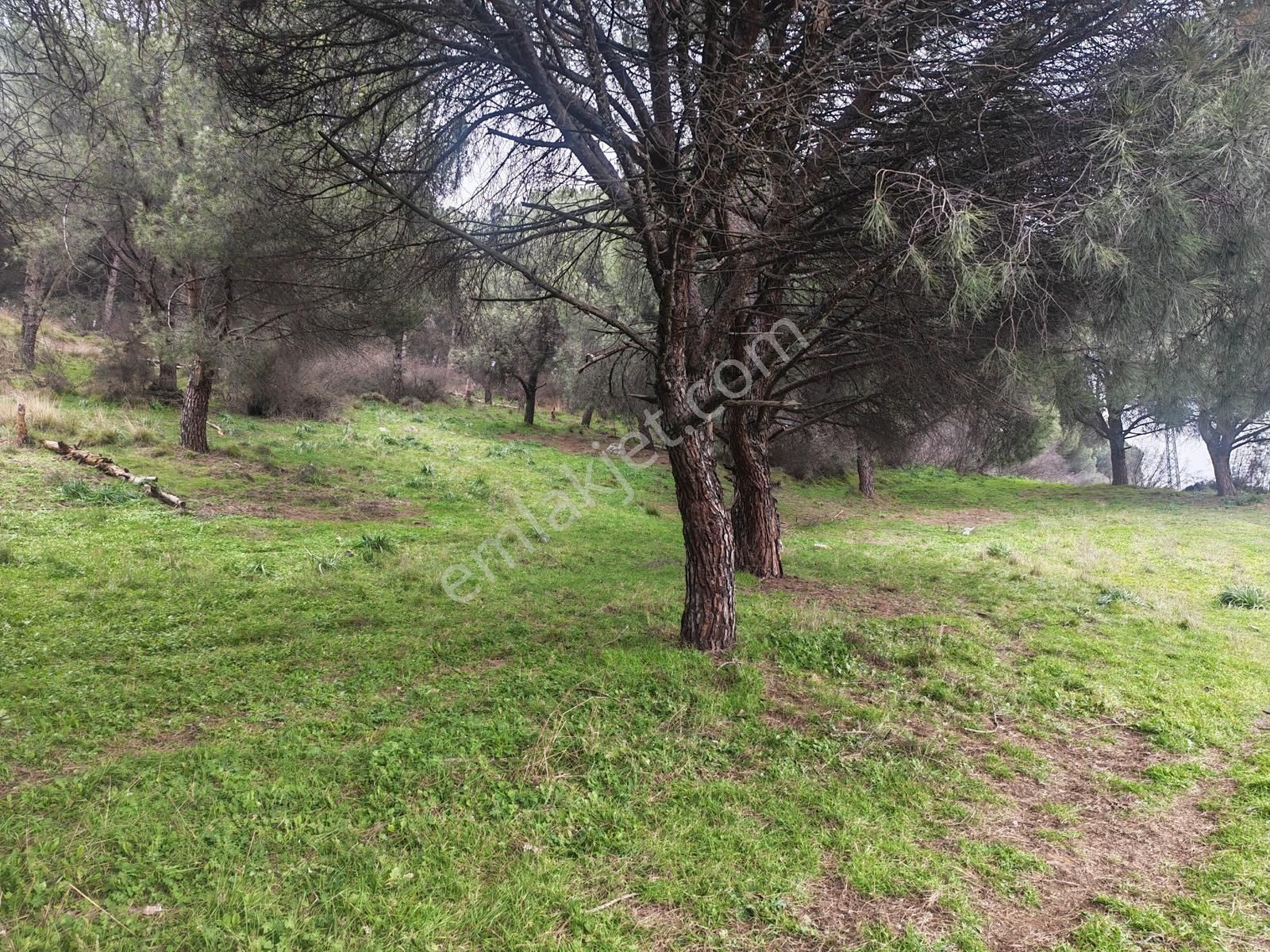 431 M² Mustakil Parsel Doğanın Kalbinde Geleceğin Yatırımı - Görsel 10